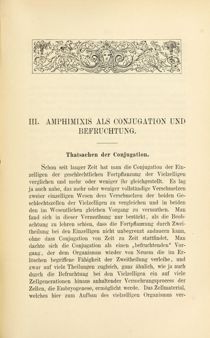 III. AMPHIMIXIS ALS CONJUGATION UND BEFRUCHTUNG. Tliatsaehen der Conjugation. Schon seit langer Zeit hat man die Conjugation der Ein¬ zelligen der geschlechtlichen Fortpflanzung der Vielzelligen verglichen und mehr oder weniger ihr gleichgestellt. Es lag ja auch nahe, das mehr oder weniger vollständige Verschmelzen zweier einzelligen Wesen dem Verschmelzen der beiden Ge¬ schlechtszellen der Vielzelligen zu vergleichen und in beiden den im Wesentlichen gleichen Vorgang zu vermuthen. Man fand sich in dieser Vermuthung nur bestärkt, als die Beob¬ achtung zu lehren schien, dass die Fortpflanzung durch Zwei¬ theilung bei den Einzelligen nicht unbegrenzt andauern каип, ohne dass Conjugation von Zeit zu Zeit stattfindet. Man dachte sich die Conjugation als einen „befruchtenden Vor¬ gang, der dem Organismus wieder von Neuem die im Er¬ löschen begriffene Fähigkeit der Zweitheilung verleihe, und zwar auf viele Theilungen zugleich, ganz ähnlich, wie ja auch durch die Befruchtung bei den Vielzelligen ein auf viele Zellgenerationen hinaus anhaltender Vermehrungsprocess der Zellen, die Embryogenese, ermöglicht werde. Das Zellmaterial, welches hier zum Aufbau des vielzelligen Organismus ver-