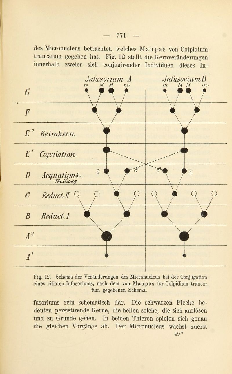 — 771 — des Mìcronucleus betrachtet, welches M a u p a s von Colpidium truncatum gegeben hat. Fig. 12 stellt die Kern Veränderungen innerhalb zweier sich conjugirender Individuen dieses In- JnhisoriuTTi A Jn/'usoriimtß m M M m- rn M M eines ciliaten Infusoriums, nach dem von Ma up as für Colpidium trunca¬ tum gegebenen Schema. fusoriums rein schematiseh dar. Die schwarzen Flecke be¬ deuten persistirende Kerne, die hellen solche, die sich auflösen und zu Grunde gehen. In beiden Thieren spielen sich genau die gleichen Vorgänge ab. Der Micro nucleus wächst zuerst 49*