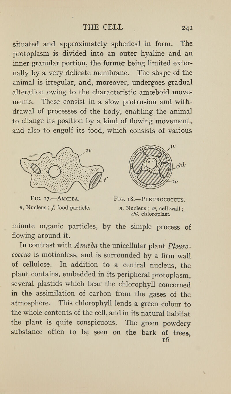 THE CELL 241 situated and approximately spherical in form. The protoplasm is divided into an outer hyaline and an inner granular portion, the former being limited exter¬ nally by a very delicate membrane. The shape of the animal is irregular, and, moreover, undergoes gradual alteration owing to the characteristic amoeboid move¬ ments. These consist in a slow protrusion and with¬ drawal of processes of the body, enabling the animal to change its position by a kind of flowing movement, and also to engulf its food, which consists of various minute organic particles, by the simple process of flowing around it. In contrast with Amaba the unicellular plant Pleuro- coccus is motionless, and is surrounded by a firm wall of cellulose. In addition to a central nucleus, the plant contains, embedded in its peripheral protoplasm, several plastids which bear the chlorophyll concerned in the assimilation of carbon from the gases of the atmosphere. This chlorophyll lends a green colour to the whole contents of the cell, and in its natural habitat the plant is quite conspicuous. The green powdery substance often to be seen on the bark of trees, Fig. 17.—Amœba. и, Nucleus; /, food particle. Fig. 18.—Pleurococcus, Я, Nucleus ; w, cell wall ; chi, chloroplast. тб \