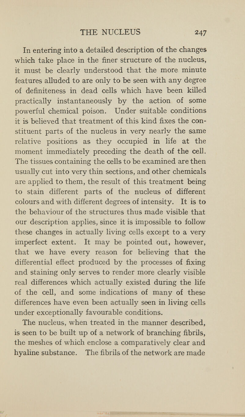 THE NUCLEUS 247 In entering into a detailed description of the changes which take place in the finer structure of the nucleus, it must be clearly understood that the more minute features alluded to are only to be seen with any degree of definiteness in dead cells which have been killed practically instantaneously by the action of some powerful chemical poison. Under suitable conditions it is believed that treatment of this kind fixes the con¬ stituent parts of the nucleus in very nearly the same relative positions as they occupied in life at the moment immediately preceding the death of the cell. The tissues containing the cells to be examined are then usually cut into very thin sections, and other chemicals are applied to them, the result of this treatment being to stain different parts of the nucleus of different colours and with different degrees of intensity. It is to the behaviour of the structures thus made visible that our description applies, since it is impossible to follow these changes in actually living cells except to a very imperfect extent. It may be pointed out, however, that we have every reason for believing that the differential effect produced by the processes of fixing and staining only serves to render more clearly visible real differences which actually existed during the life of the cell, and some indications of many of these differences have even been actually seen in living cells under exceptionally favourable conditions. The nucleus, when treated in the manner described, is seen to be built up of a network of branching fibrils, the meshes of which enclose a comparatively clear and hyaline substance. The fibrils of the network are made