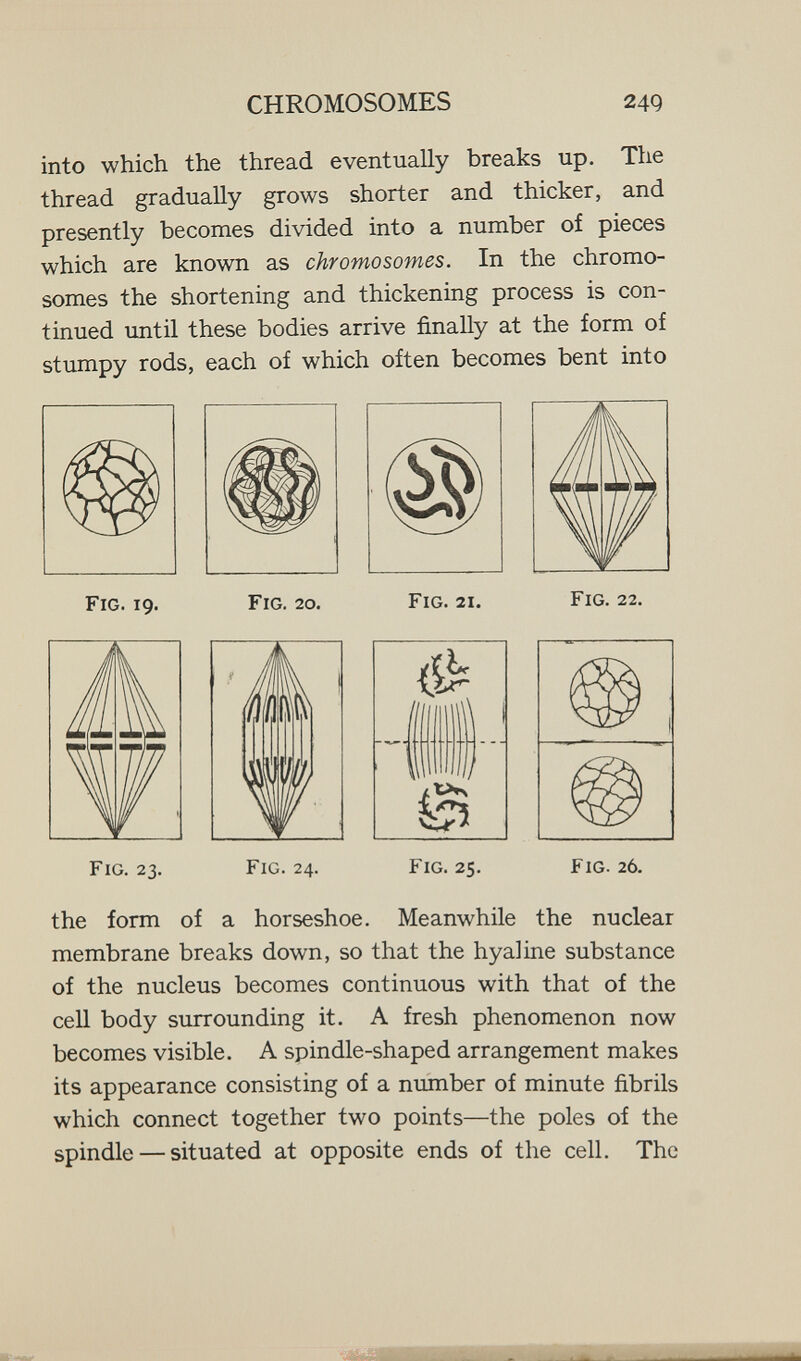CHROMOSOMES 249 into which the thread eventually breaks up. The thread gradually grows shorter and thicker, and presently becomes divided into a number of pieces which are known as chromosomes. In the chromo¬ somes the shortening and thickening process is con¬ tinued until these bodies arrive finally at the form of stumpy rods, each of which often becomes bent into Fig. 19. Fig. 20. Fig. 21. Fig. 22. Fig. 23. Fig. 24. Fig. 25. Fig. 26. the form of a horseshoe. Meanwhile the nuclear membrane breaks down, so that the hyaline substance of the nucleus becomes continuous with that of the cell body surrounding it. A fresh phenomenon now becomes visible. A spindle-shaped arrangement makes its appearance consisting of a number of minute fibrils which connect together two points—the poles of the spindle — situated at opposite ends of the cell. The