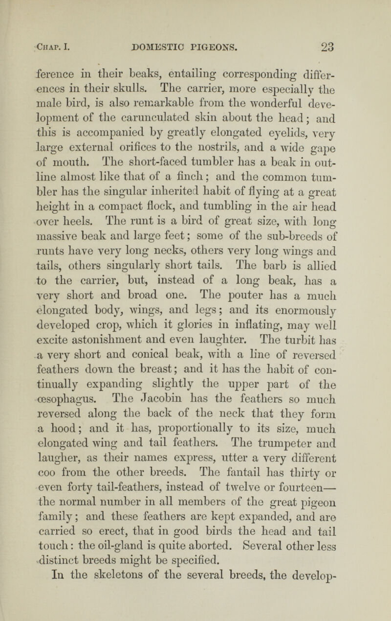 Chap. I. X)OMESTIO PIGEONS. 23 ference in tlieir beaks, entailing corresponding differ¬ ences in their skulls. The carrier, more especially the male bird, is also remarkable from the wonderful deve¬ lopment of the carunculated skin about tlie head ; and this is accompanied by greatly elongated eyelids, very large external orifices to the nostrils, and a wide gape of mouth. The short-faced tumbler has a beak in out¬ line almost like that of a finch ; and the common tum¬ bler has the singular inherited habit of flying at a great height in a compact flock, and tumbling in the air head over heels. The runt is a bird of great size, with long massive beak and large feet ; some of the sub-breeds of runts have very long necks, others very long wings and tails, others singularly short tails. The barb is allied to the carrier, but, instead of a long beak, has a very short and broad one. The pouter has a much elongated body, Avings, and legs; and its enormously developed crop, which it glories in inflating, may w^ell excite astonishment and even laughter. The turbit has a very short and conical beak, with a line of reversed feathers down the breast ; and it has the habit of con¬ tinually expanding slightly the upper part of the œsophagus. The Jacobin has the feathers so much reversed along the back of the neck that they form a hood; and it has, proportionally to its size, much elongated wing and tail feathers. The trumpeter and laugher, as their names express, utter a very different coo from the other breeds. The fantail has thirty or even forty tail-feathers, instead of twelve or fourteen— the normal number in all members of the great pigeon family ; and these feathers are kept expanded, and are carried so erect, that in good birds the head and tail touch : the oil-gland is quite aborted. Several other less ^distinct breeds might be specified. In the skeletons of the several breeds, the develop-