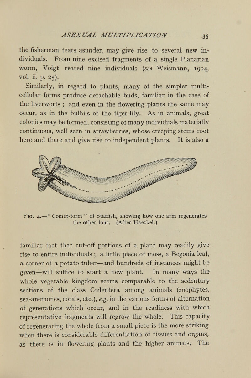 ASEXUAL MULTIPLICATION 35 the fisherman tears asunder, may give rise to several new in¬ dividuals. From nine excised fragments of a single Planarian worm, Voigt reared nine individuals {see Weismann, 1904, vol. ii. p. 25). Similarly, in regard to plants, many of the simpler multi¬ cellular forms produce detachable buds, familiar in the case of the liverworts ; and even in the flowering plants the same may occur, as in the bulbils of the tiger-lily. As in animals, great colonies may be formed, consisting of many individuals materially continuous, well seen in strawberries, whose creeping stems root here and there and give rise to independent plants. It is also a Fig. 4.— Comet-form  of Starfish, showing how one arm regenerates the other four. (After Haeckel.) familiar fact that cut-off portions of a plant may readily give rise to entire individuals ; a little piece of moss, a Begonia leaf, a corner of a potato tuber—and hundreds of instances might be given—will sufñce to start a new plant. In many ways the whole vegetable kingdom seems comparable to the sedentary sections of the class Ccelentera among animals (zoophytes, sea-anemones, corals, etc.), e.g. in the various forms of alternation of generations which occur, and in the readiness with which representative fragments will regrow the whole. This capacity of regenerating the whole from a small piece is the more striking when there is considerable differentiation of tissues and organs, as there is in flowering plants and the higher animals. The