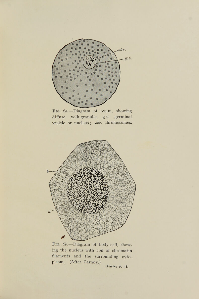 diffuse yolk-granules, g.v. germinal vesicle or nucleus ; chr. chromosomes. Fig. 6Ъ.—Diagram of body-cell, show¬ ing the nucleus with coil of chromatin filaments and the surrounding cyto¬ plasm. (After Carnoy.) [Facing p. 38.