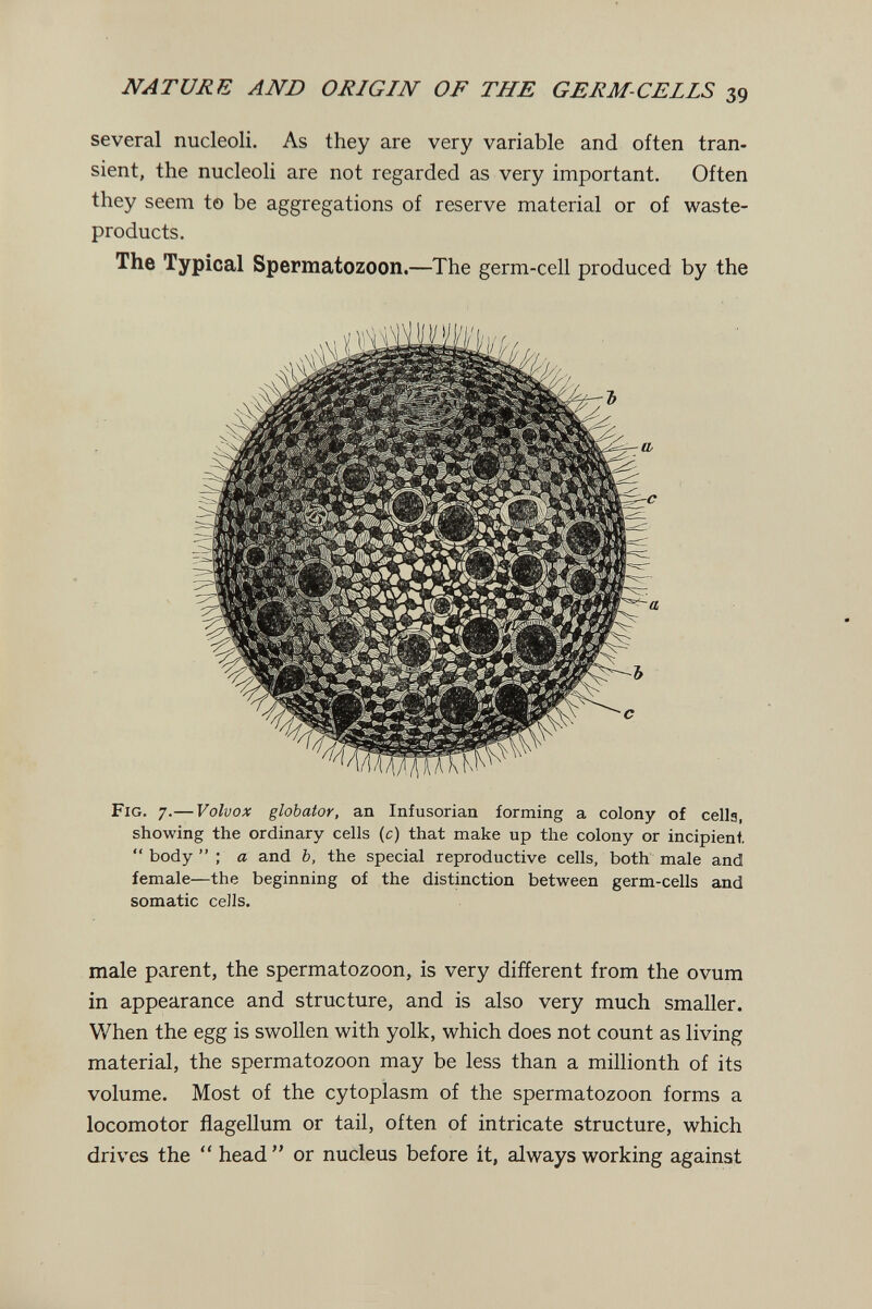 NATURE AND ORIGIN OF THE GERM-CELLS 39 several nucleoli. As they are very variable and often tran¬ sient, the nucleoli are not regarded as very important. Often they seem to be aggregations of reserve material or of waste- products. The Typical Spermatozoon.—The germ-cell produced by the Fig. 7.— Volvox globator, an Iniusorian forming a colony of cella, showing the ordinary cells (c) that make up the colony or incipient body; a and b, the special reproductive cells, both male and female—the beginning of the distinction between germ-cells and somatic cells. male parent, the spermatozoon, is very different from the ovum in appearance and structure, and is also very much smaller. V/hen the egg is swollen with yolk, which does not count as living material, the spermatozoon may be less than a millionth of its volume. Most of the cytoplasm of the spermatozoon forms a locomotor flagellum or tail, often of intricate structure, which drives the  head  or nucleus before it, always working against