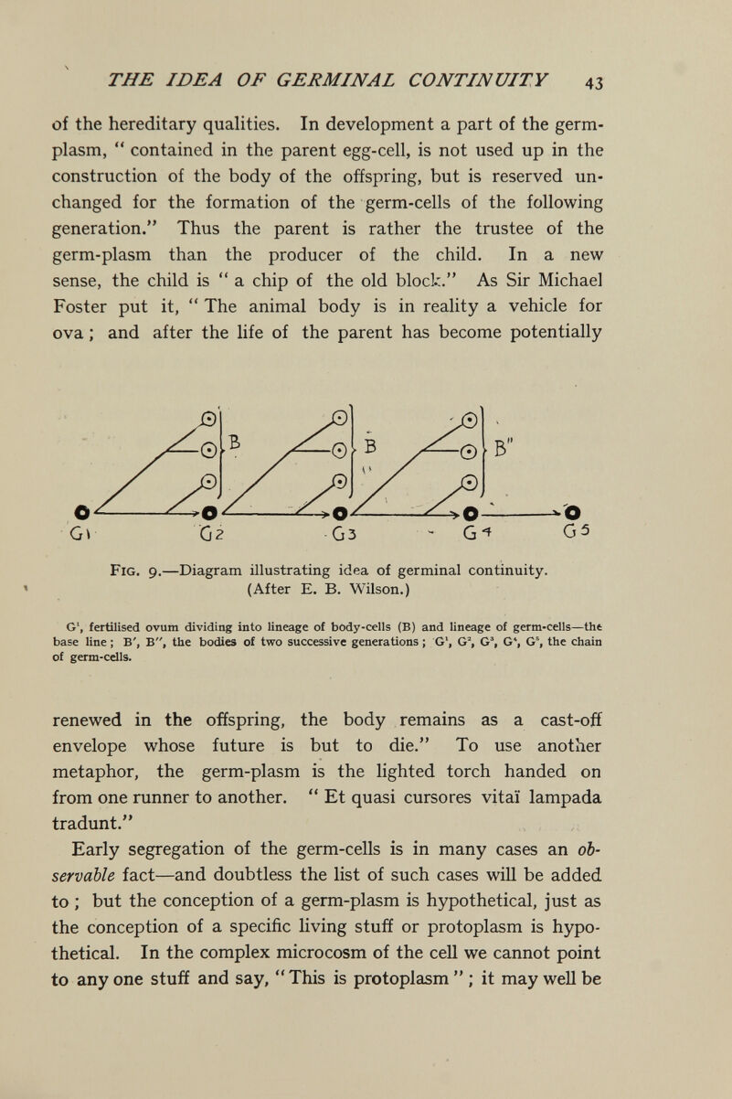 THE IDEA OF GERMINAL CONTINUITY 43 of the hereditary qualities. In development a part of the germ- plasm,  contained in the parent egg-cell, is not used up in the construction of the body of the offspring, but is reserved un¬ changed for the formation of the germ-cells of the following generation. Thus the parent is rather the trustee of the germ-plasm than the producer of the child. In a new sense, the child is  a chip of the old block. As Sir Michael Foster put it,  The animal body is in reality a vehicle for ova ; and after the life of the parent has become potentially Fig. 9.—Diagram illustrating idea of germinal continuity. (After E. B. Wilson.) G', fertilised ovum dividing into lineage of body-cells (B) and lineage of gem-cells—tht base line ; B', B, the bodies of two successive generations ; G', G% G% G', G®, the chain of germ-cells. renewed in the offspring, the body remains as a cast-off envelope whose future is but to die. To use another metaphor, the germ-plasm is the lighted torch handed on from one runner to another.  Et quasi cursores vitaï lampada tradunt. Early segregation of the germ-cells is in many cases an ob¬ servable fact—and doubtless the list of such cases will be added to ; but the conception of a germ-plasm is hypothetical, just as the conception of a specific living stuff or protoplasm is hypo¬ thetical. In the complex microcosm of the cell we cannot point to any one stuff and say,  This is protoplasm  ; it may well be