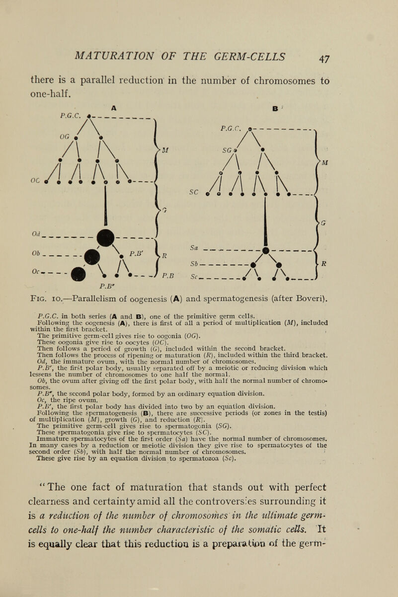 MATURATION OF THE GERM-CE LIS there is a parallel reduction in the number of chromosomes to one-half. Fig. io.^—Parallelism of oogenesis (A) and spermatogenesis (after Boveri). P.G.C, in both series (A and B), one of the primitive germ ceUs. FoUowinp; the oogenesis (A), there is first of all a period of multiplication (M), included within the first bracket. The primitive germ-cell gives rise to oogonia (OG). These oogonia give rise to oocytes (OC). Then follows a period of growth (G), included within the second bracket. Then follows the process of ripening or maturation (Ji), included within the third bracket. Od, the immature ovum, with the normal number of chromosomes. P.B', the first polar body, usually separated off by a meiotic or reducing division which lessens the number of chromosomes to one half the normal. Ob, the ovum after giving off the first polar body, with half the normal number of chromo¬ somes. P.B', the second polar body, formed by an ordinary equation division. Oc, the ripe ovum. P.B', the first polar body has divided into two by an equation divi.sion. Following the spermatogenesis (B), there are successive periods (or zones in the testis) of multiplication (M), growth (G), and reduction (R). The primitive germ-cell gives rise to spermatogonia (SG). These spermatogonia give rise to spermatocytes (SC). Immature spermatocytes of the first order (Sa) have the normal number of chromosomes. In many cases by a reduction or meiotic division they give rise to spermatocytes of the second order (Sb), with half the normal number of chromosomes. These give rise by an equation division to spermatozoa (Sc). The one fact of maturation that stands out with perfect clearness and certainty amid all the controversies surrounding it is a reduction of the mimher of chromosomes in the ultimate germ- cells to one-half the number characteristic of the somatic cells. It is equally clear that this reduction is a prepara tip v* of the gerrn- A В ' M P.B'