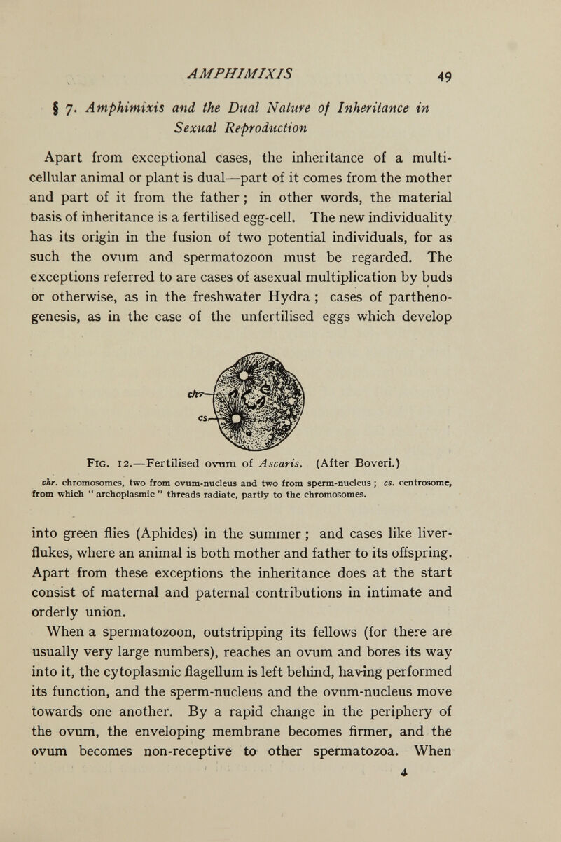 AMPHIMIXIS 49 § 7. Amphimixis and the Dual Nature of Inheritance in Sexual Reproduction Apart from exceptional cases, the inheritance of a multi¬ cellular animal or plant is dual—part of it comes from the mother and part of it from the father ; in other words, the material basis of inheritance is a fertilised egg-cell. The new individuality has its origin in the fusion of two potential individuals, for as such the ovum and spermatozoon must be regarded. The exceptions referred to are cases of asexual multiplication by buds or otherwise, as in the freshwater Hydra ; cases of partheno¬ genesis, as in the case of the unfertilised eggs which develop Fig. 12.—Fertilised ovnm of Ascaris. (After Boveri.) chr. chromosomes, two from ovum-nucleus and two from sperm-nucleus ; cs. centrosome, from which  archoplasmic  threads radiate, partly to the chromosomes. into green flies (Aphides) in the summer ; and cases like liver- flukes, where an animal is both mother and father to its offspring. Apart from these exceptions the inheritance does at the start consist of maternal and paternal contributions in intimate and orderly union. When a spermatozoon, outstripping its fellows (for there are usually very large numbers), reaches an ovum and bores its way into it, the cytoplasmic flagellum is left behind, having performed its function, and the sperm-nucleus and the ovum-nucleus move towards one another. By a rapid change in the periphery of the ovum, the enveloping membrane becomes firmer, and the ovum becomes non-receptive to other spermatozoa. When 4