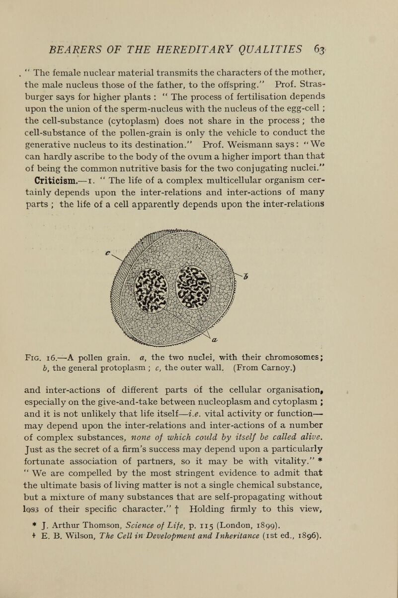 BEARERS OF THE HEREDITARY QUALITIES 63  The female nuclear material transmits the characters of the mother, the male nucleus those of the father, to the offspring. Prof. Stras¬ burger says for higher plants ;  The process of fertilisation depends upon the union of the sperm-nucleus with the nucleus of the egg-cell ; the cell-substance (cytoplasm) does not share in the process ; the cell-substance of the pollen-grain is only the vehicle to conduct the generative nucleus to its destination. Prof. Weismann says : We can hardly ascribe to the body of the ovum a higher import than that of being the common nutritive basis for the two conjugating nuclei. Criticism.—I.  The life of a complex multicellular organism cer¬ tainly depends upon the inter-relations and inter-actions of many parts ; the life of a cell apparently depends upon the inter-relations Fig. 16.—a pollen grain, a, the two nuclei, with their chromosomes; b, the general protoplasm ; c, the outer wall. (From Carnoy.) and inter-actions of different parts of the cellular organisation, especially on the give-and-take between nucleoplasm and cytoplasm ; and it is not unlikely that life itself—i.e. vital activity or function— may depend upon the inter-relations and inter-actions of a number of complex substances, none of which could by itself be called alive. Just as the secret of a firm's success may depend upon a particularly fortunate association of partners, so it may be with vitality. ♦  We are compelled by the most stringent evidence to admit that the ultimate basis of living matter is not a single chemical substance, but a mixture of many substances that are self-propagating without Iqsj of their specific character. \ Holding firmly to this view, ♦ J. Arthur Thomson, Science of Life, p. 115 (London, 1899). + E. B. Wilson, The Cell in Development and Inheritance (ist ed., 1896).