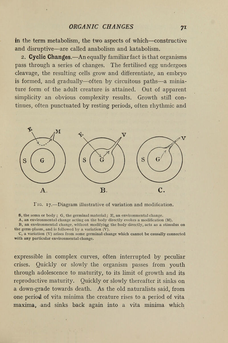 ORGANIC CHANGES 71 in the term metabolism, the two aspects of which—constructive and disruptive—are called anabolism and katabolism. 2. Cyclic Changes.—An equally familiar fact isthat organisms pass through a series of changes. The fertilised egg undergoes cleavage, the resulting cells grow and differentiate, an embryo is formed, and gradually—often by circuitous paths—a minia¬ ture form of the adult creature is attained. Out of apparent simplicity an obvious complexity results. Growth still con¬ tinues, often punctuated by resting periods, often rhythmic and Г IG. 17.—Diagram illustrative of variation and modification. S, the soma or body ; G, the germinal material ; U, an environmental change. A, an environmental change acting on the body directly evokes a modification (M). B, an environmental change, without modifyiqg the body directly, acts as a stimulus on the germ-plasm, and is followed by a variation (V). C, a variation (V) arises from some germinal change which cannot be causally connected with any particular environmental change. expressible in complex curves, often interrupted by peculiar crises. Quickly or slowly the organism passes from youth through adolescence to maturity, to its limit of growth and its reproductive maturity. Quickly or slowly thereafter it sinks on a down-grade towards death. As the old naturalists said, from one period of vita minima the creature rises to a period of vita maxima, and sinks back again into a vita minima which V A, B. c.