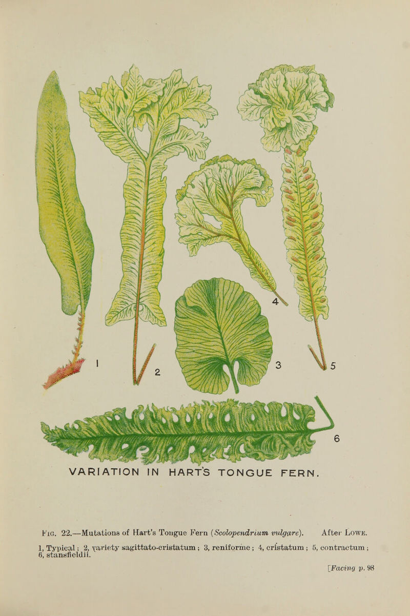 VARIATION IN HART'S TONGUE FERN. b'ig. 22.—Mutations of Hart's Tongue Fern {Scolopendrium vulgare). After Lowe. 1, Typical ; 2, yariety sagittato-cristatimi ; 3, reniforme ; 4, cristatum ; 5, eontractum ; 6, stanííflcldü. [Facwff V- 98