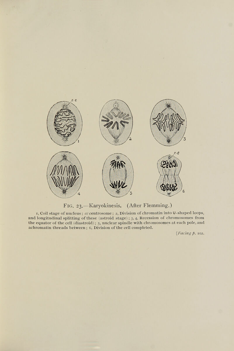I, Coil stage of nucleus ; cccentrosome ; 2, Division of chromatin into U-shaped loops, and longitudinal splitting of these (astroid stage) ; 3, 4, Recession of chromosomes from the equator of the cell (diastroid) ; 5, nuclear spindle with chromosomes at each pole, and achroniatin threads between ; 6, Division of the cell completed. [Facing p. 102.