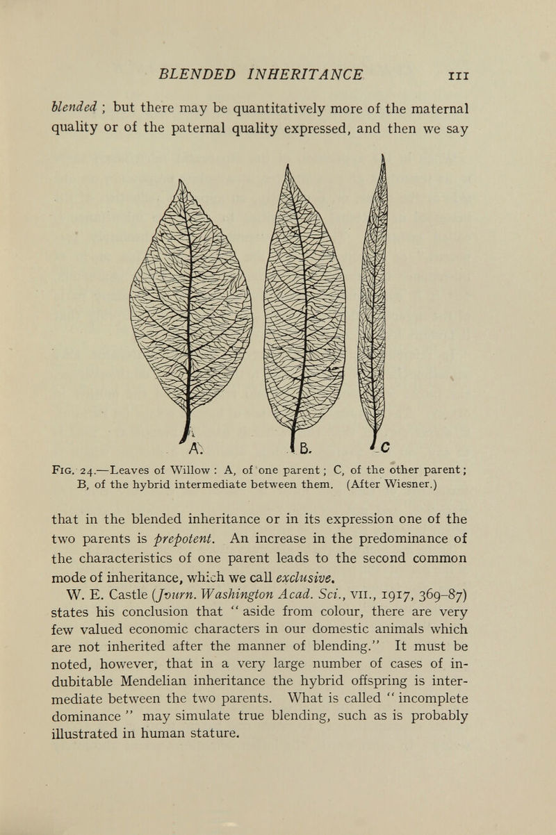 BLENDED INHERITANCE III blended ; but there may be quantitatively more of the maternal quality or of the paternal quality expressed, and then we say Fig, 24.—Leaves of Willow : A, of one parent ; C, of the other parent; B, of the hybrid intermediate between them. (After Wiesner.) that in the blended inheritance or in its expression one of the two parents is prepotent. An increase in the predominance of the characteristics of one parent leads to the second common mode of inheritance, which we call exclusive. W. E. Castle {Jvurn. Washington Acad. Sci., vii., 1917, 369-87) states his conclusion that  aside from colour, there are very few valued economic characters in our domestic animals which are not inherited after the manner of blending. It must be noted, however, that in a very large number of cases of in¬ dubitable Mendelian inheritance the hybrid offspring is inter¬ mediate between the two parents. What is called  incomplete dominance  may simulate true blending, such as is probably illustrated in human stature.