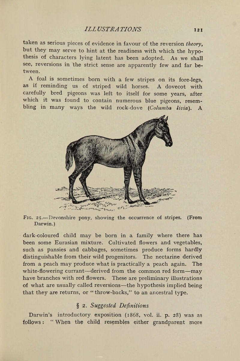 ILLUSTRATIONS 121 taken as serious pieces of evidence in favour of the reversion theory, but they may serve to hint at the readiness with which the hypo¬ thesis of characters lying latent has been adopted. As we shall see, reversions in the strict sense are apparently few and far be¬ tween. A foal is sometimes born with a few stripes on its fore-legs, as if reminding us of striped wild horses. A dovecot with carefully bred pigeons was left to itself for some years, after which it was found to contain numerous blue pigeons, resem¬ bling in many ways the wild rock-dove (Columba livia). A Fig. 25.—Devonshire pony, shoAving the occurrence of stripes. (From Darwin. ) dark-coloured child may be born in a family where there has been some Eurasian mixture. Cultivated flowers and vegetables, such as pansies and cabbages, sometimes produce forms hardly distinguishable from their wild progenitors. The nectarine derived from a peach may produce what is practically a peach again. The white-flowering currant—derived from the common red form—may have branches with red flowers. These are preliminary illustrations of what are usually called reversions—the hypothesis implied being that they are returns, or throw-backs, to an ancestral type. § 2. Suggested Definitions Darwin's introductory exposition (1868, vol. ii. p. 28) was as follows :  When the child resembles either grandparent more
