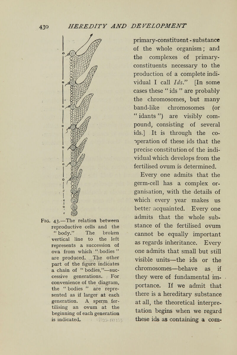430 HEREDITY AND DEVELOPMENT  body. The broken vertical line to the left represents a succession of ova from which  bodies  are produced., .The other part of the figure indicates a chain of  bodies,—suc¬ cessive generations.- For convenience of the diagram, the bodies  are repre¬ sented as if larger at each generation. A sperm fer¬ tilising an ovum at the beginning of each generation is indicated. Р.ао-гГ':/ primary-constituent - substance of the whole organism; and the complexes of primary- constituents necessary to the production of a complete indi¬ vidual I call Ids. [In some cases these  ids  are probably the chromosomes, but many band-like chromosomes (or  idants ) are visibly com¬ pound, consisting of several ids.] It is through the co¬ operation of these ids that the precise constitution of the indi¬ vidual which develops from the fertilised ovum is determined. Every one admits that the germ-cell has a complex or¬ ganisation, with the details of which every year makes us better acquainted. Every one admits that the whole sub¬ stance of the fertilised ovum cannot be equally important as regards inheritance. Every one admits that small but still visible units—the ids or the chromosomes—behave as if they were of fundamental im¬ portance. If we admit that there is a hereditary substance at all, the theoretical interpre¬ tation begins when we regard these ids as containing a com-