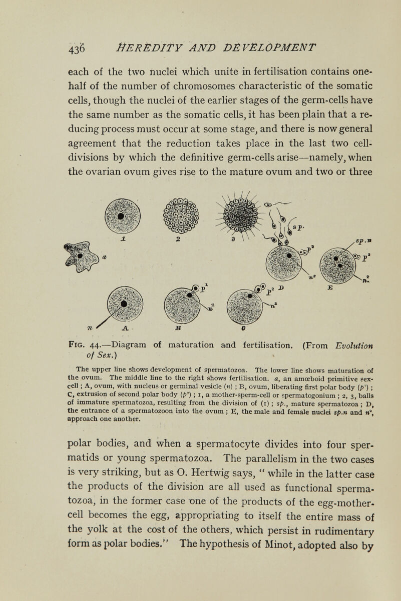 43Ô ЙE RÈ DIT Y AND DÊVELOPMENT each of the two nuclei which unite in fertilisation contains one- half of the number of chromosomes characteristic of the somatic cells, though the nuclei of the earlier stages of the germ-cells have the same number as the somatic cells, it has been plain that a re¬ ducing process must occur at some stage, and there is now general agreement that the reduction takes place in the last two cell- divisions by which the definitive germ-cells arise—namely, when the ovarian ovum gives rise to the mature ovum and two or three Fig. 44.—Diagram of maturation and fertilisation. of Sex.) (From Evolution The upper line shows development of spermatozoa. The lower line shows maturation of the ovum. The middle line to the right shows fertilisation, a, an amœboid primitive sex- cell ; A, ovum, with nucleus or germinal vesicle (и) ; В, ovum, liberating first polar body (p') ; c, extrusion of second polar body (p'') ; i, a mother-sperm-cell or spermatogonium ; 2, 3, balls of immature spermatozoa, resulting from the division of (i) ; sp., mature spermatozoa ; D, the entrance of a spermatozoon into the ovum ; E, the male and female nuclei sp.n and и, approach one another. polar bodies, and when a spermatocyte divides into four sper¬ matids or young spermatozoa. The parallelism in the two cases is very striking, but as O. Hertwig says,  while in the latter case the products of the division are all used as functional sperma¬ tozoa, in the former case топе of the products of the egg-mother- cell becomes the egg, appropriating to itself the entire mass of the yolk at the cost of the others, which persist in rudimentary form as polar bodies. The hypothesis of Minot, adopted also by