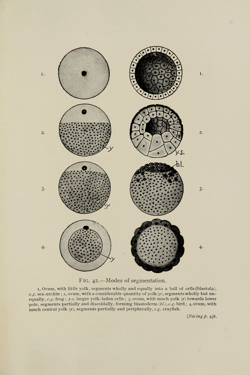 Fig. 42.—Modes of segmentation. I, Ovum, with little yolk, segments wholly and equally into a ball of cells (blastula), e.g. sea-urchin ; 2, ovum, with a considerable quantity of yolk (y), segments wholly but un¬ equally, e.g. frog ; j'.s. larger yolk-laden cells ; 3, ovum, with much yolk (j) towards lower pole, segments partially and discoidally, forming blastoderm (bl.),e.g. bird ; 4, ovum, with much central yolk {y), segments partially and peripherally, e.g. crayfish. {Facing p. 438.
