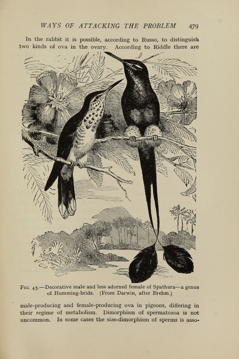 WAYS OF ATTACKING THE PROBLEM 479 In the rabbit it is possible, according to Russo, to distinguish two kinds of ova in the ovary. According to Riddle there are Fig. 45.—Decorative male and less adorned female of Sp'athura—a genus of Humming-brids. (From Darwin, after Brehm.) male-producing and female-producing ova in pigeons, differing in their regime of metabolism. Dimorphism of spermatozoa is nort uncommon. In some cases the size-dimorphism of sperms is cisso-