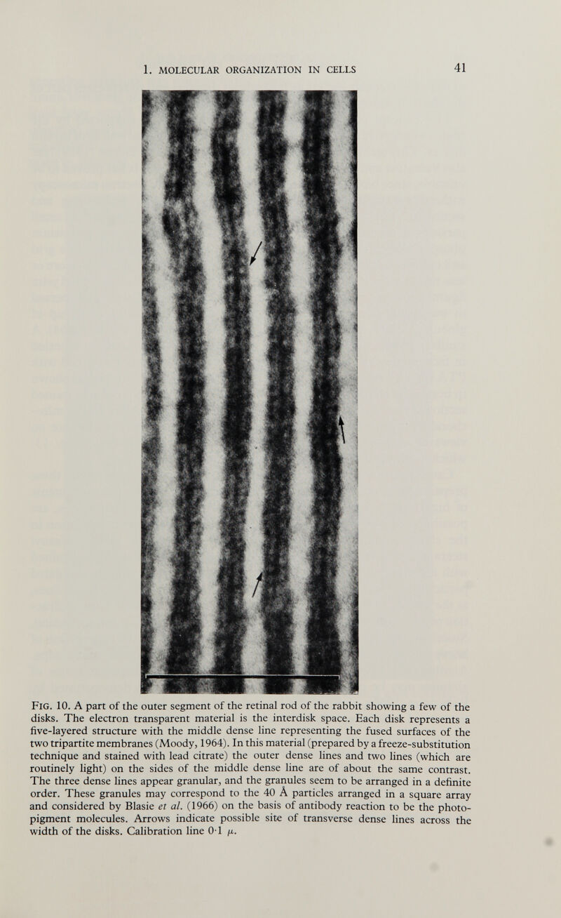 1. molecular organization in cells 41 Fig. 10. A part of the outer segment of the retinal rod of the rabbit showing a few of the disks. The electron transparent material is the interdisk space. Each disk represents a five-layered structure with the middle dense line representing the fused surfaces of the two tripartite membranes (Moody, 1964). In this material (prepared by a freeze-substitution technique and stained with lead citrate) the outer dense lines and two lines (which are routinely light) on the sides of the middle dense line are of about the same contrast. The three dense lines appear granular, and the granules seem to be arranged in a definite order. These granules may correspond to the 40 Â particles arranged in a square array and considered by Blasie et al. (1966) on the basis of antibody reaction to be the photo- pigment molecules. Arrows indicate possible site of transverse dense lines across the width of the disks. Calibration line 0-1 ¡x.