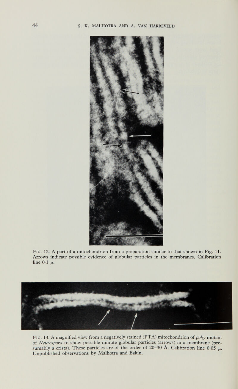 44 s. к. MALHOTRA AND A. VAN HARREVELD Fig. 12. A part of a mitochondrion from a preparation similar to that shown in Fig. 11. Arrows indicate possible evidence of globular particles in the membranes. Calibration line 0-1 /X. Fig. 13. A magnified view from a negatively stained (PTA) mitochondrion of poky mutant of Neurospora to show possible minute globular particles (arrows) in a membrane (pre¬ sumably a crista). These particles are of the order of 20-30 Â. Calibration line 0-05 /j,. Unpublished observations by Malhotra and Eakin.