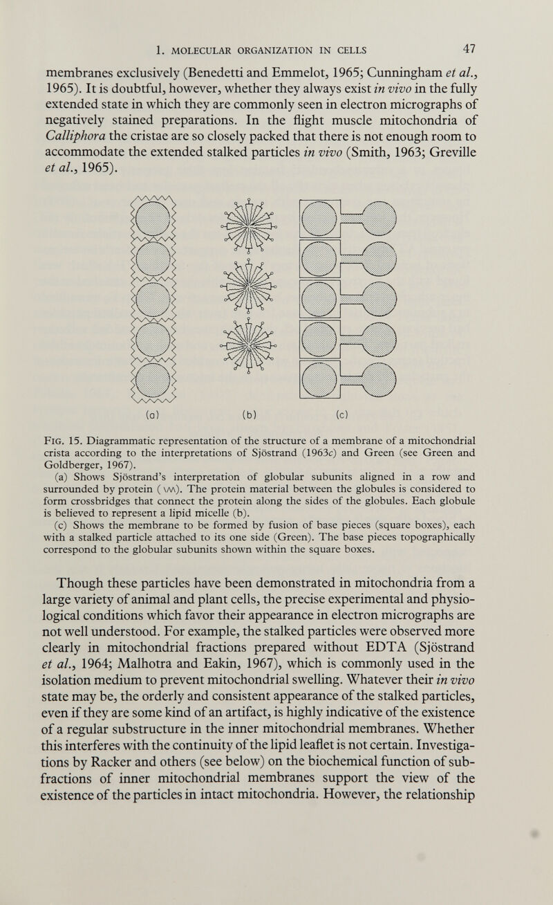 1. molecular organization in cells 47 membranes exclusively (Benedetti and Emmelot, 1965; Cunningham et al.^ 1965). It is doubtful, however, whether they always exist in vivo in the fully extended state in which they are commonly seen in electron micrographs of negatively stained preparations. In the flight muscle mitochondria of Calliphora the cristae are so closely packed that there is not enough room to accommodate the extended stalked particles in vivo (Smith, 1963; Greville et al., 1965). ШЭ ШЭ ою (с) Fig. 15. Diagrammatic representation of the structure of a membrane of a mitochondrial crista according to the interpretations of Sjöstrand (1963c) and Green (see Green and Goldberger, 1967). (a) Shows Sjöstrand's interpretation of globular subunits aligned in a row and surroimded by protein ( \м). The protein material between the globules is considered to form crossbridges that connect the protein along the sides of the globules. Each globule is believed to represent a lipid micelle (b). (c) Shows the membrane to be formed by fusion of base pieces (square boxes), each with a stalked particle attached to its one side (Green). The base pieces topographically correspond to the globular subunits shown within the square boxes. Though these particles have been demonstrated in mitochondria from a large variety of animal and plant cells, the precise experimental and physio¬ logical conditions which favor their appearance in electron micrographs are not well understood. For example, the stalked particles were observed more clearly in mitochondrial fractions prepared without EDTA (Sjöstrand et al.у 1964; Malhotra and Eakin, 1967), which is commonly used in the isolation medium to prevent mitochondrial swelling. Whatever their in vivo state may be, the orderly and consistent appearance of the stalked particles, even if they are some kind of an artifact, is highly indicative of the existence of a regular substructure in the inner mitochondrial membranes. Whether this interferes with the continuity of the lipid leaflet is not certain. Investiga¬ tions by Racker and others (see below) on the biochemical function of sub- fractions of inner mitochondrial membranes support the view of the existence of the particles in intact mitochondria. However, the relationship