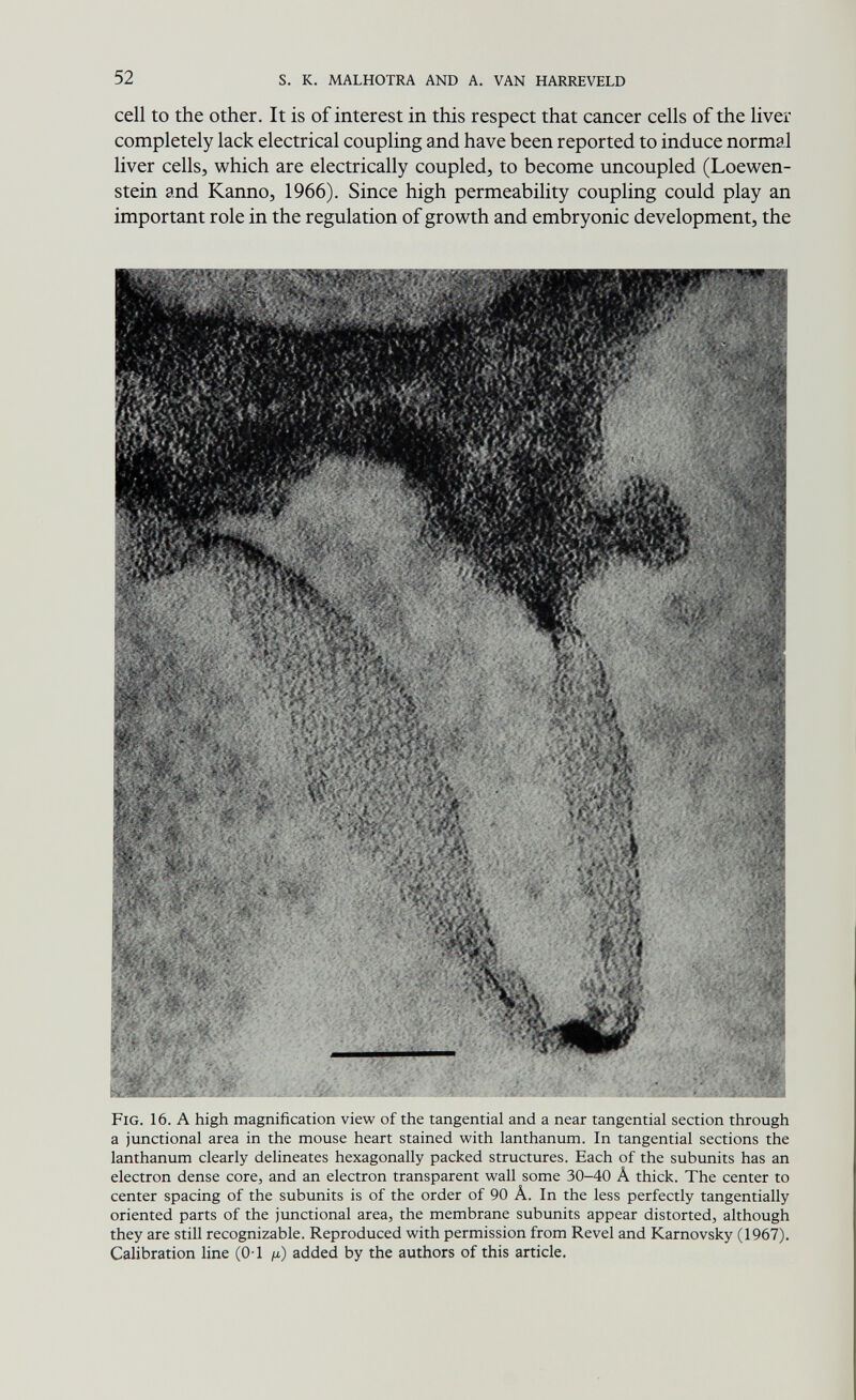 52 s. к. malhotra and a. van harreveld cell to the other. It is of interest in this respect that cancer cells of the liver completely lack electrical coupling and have been reported to induce normal liver cells, which are electrically coupled, to become uncoupled (Loewen- stein and Kanno, 1966). Since high permeability coupling could play an important role in the regulation of growth and embryonic development, the Fig. 16. a high magnification view of the tangential and a near tangential section through a junctional area in the mouse heart stained with lanthanum. In tangential sections the lanthanum clearly delineates hexagonally packed structures. Each of the subunits has an electron dense core, and an electron transparent wall some 30-40 Â thick. The center to center spacing of the subunits is of the order of 90 A. In the less perfectly tangentially oriented parts of the junctional area, the membrane subunits appear distorted, although they are still recognizable. Reproduced with permission from Revel and Karnovsky (1967). Calibration line (0-1 ju) added by the authors of this article.