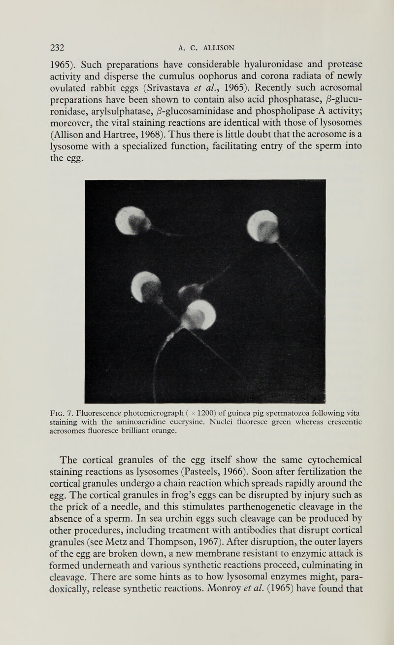 232 A. С. ALLISON 1965). Such preparations have considerable hyaluronidase and protease activity and disperse the cumulus oophorus and corona radiata of newly ovulated rabbit eggs (Sri vasta va et al., 1965). Recently such acrosomal preparations have been shown to contain also acid phosphatase, ^8-glucu- ronidase, arylsulphatase, ;8-glucosaminidase and phospholipase A activity; moreover, the vital staining reactions are identical with those of lysosomes (Allison and Hartree, 1968). Thus there is little doubt that the acrosome is a lysosome with a specialized function, facilitating entry of the sperm into the egg. Fig. 7. Fluorescence photomicrograph ( x 1200) of guinea pig spermatozoa following vita staining with the aminoacridine eucrysine. Nuclei fluoresce green whereas crescentic acrosomes fluoresce brilliant orange. The cortical granules of the egg itself show the same cytochemical staining reactions as lysosomes (Pasteels, 1966). Soon after fertilization the cortical granules undergo a chain reaction which spreads rapidly around the egg. The cortical granules in frog's eggs can be disrupted by injury such as the prick of a needle, and this stimulates parthenogenetic cleavage in the absence of a sperm. In sea urchin eggs such cleavage can be produced by other procedures, including treatment with antibodies that disrupt cortical granules (see Metz and Thompson, 1967). After disruption, the outer layers of the egg are broken down, a new membrane resistant to enzymic attack is formed underneath and various synthetic reactions proceed, culminating in cleavage. There are some hints as to how lysosomal enzymes might, para¬ doxically, release synthetic reactions. Monroy et al. (1965) have found that