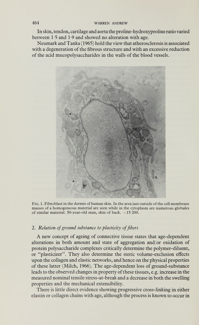 464 WARREN ANDREW In skin, tendon, cartilage and aorta the proline-hydroxyproline ratio varied between 1-5 and 1-9 and showed no alteration with age. Neumark and Tanka (1965) hold the view that atherosclerosis is associated with a degeneration of the fibrous structure and with an excessive reduction of the acid mucopolysaccharides in the walls of the blood vessels. Fig. 1. Fibroblast in the dermis of human skin. In the area just outside of the cell membrane masses of a homogeneous material are seen while in the cytoplasm are numerous globules of similar material. 50-year-old man, skin of back, x 15 200. 2. Relation of ground substance to plasticity of fibers A new concept of ageing of connective tissue states that age-dependent alterations in both amount and state of aggregation and/or oxidation of protein polysaccharide complexes critically determine the polymer-diluent, or plasticizer. They also determine the steric volume-exclusion effects upon the collagen and elastic networks, and hence on the physical properties of these latter (Milch, 1966). The age-dependent loss of ground-substance leads to the observed changes in property of these tissues, e.g. increase in the measured nominal tensile stress-at-break and a decrease in both the swelling properties and the mechanical extensibility. There is little direct evidence showing progressive cross-linking in either elastin or collagen chains with age, although the process is known to occur in