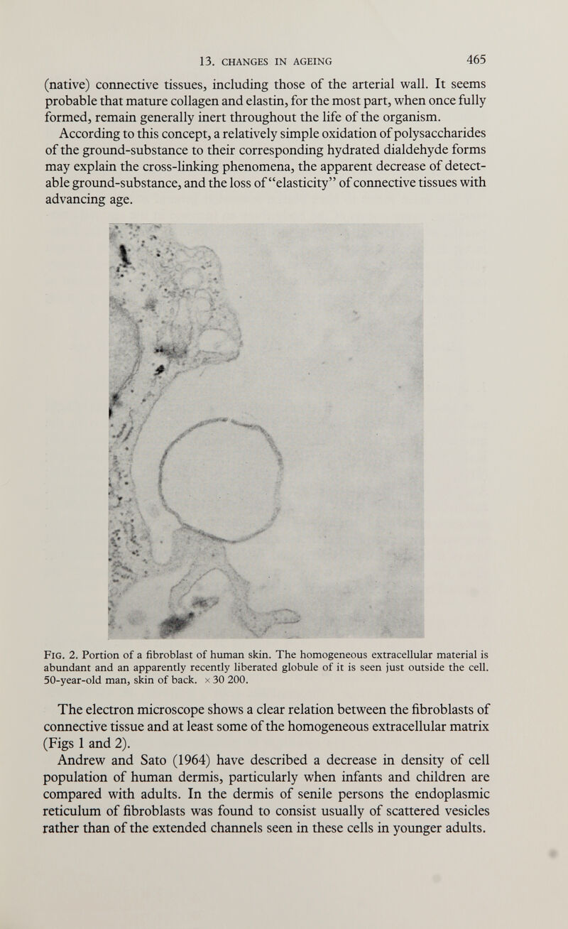 13. CHANGES IN AGEING 465 (native) connective tissues, including those of the arterial wall. It seems probable that mature collagen and elastin, for the most part, when once fully formed, remain generally inert throughout the life of the organism. According to this concept, a relatively simple oxidation of polysaccharides of the ground-substance to their corresponding hydrated dialdehyde forms may explain the cross-linking phenomena, the apparent decrease of detect¬ able ground-substance, and the loss of elasticity of connective tissues with advancing age. Fig. 2. Portion of a fibroblast of human skin. The homogeneous extracellular material is abundant and an apparently recently liberated globule of it is seen just outside the cell. 50-year-old man, skin of back, x 30 200. The electron microscope shows a clear relation between the fibroblasts of connective tissue and at least some of the homogeneous extracellular matrix (Figs 1 and 2). Andrew and Sato (1964) have described a decrease in density of cell population of human dermis, particularly when infants and children are compared with adults. In the dermis of senile persons the endoplasmic reticulum of fibroblasts was found to consist usually of scattered vesicles rather than of the extended channels seen in these cells in younger adults.