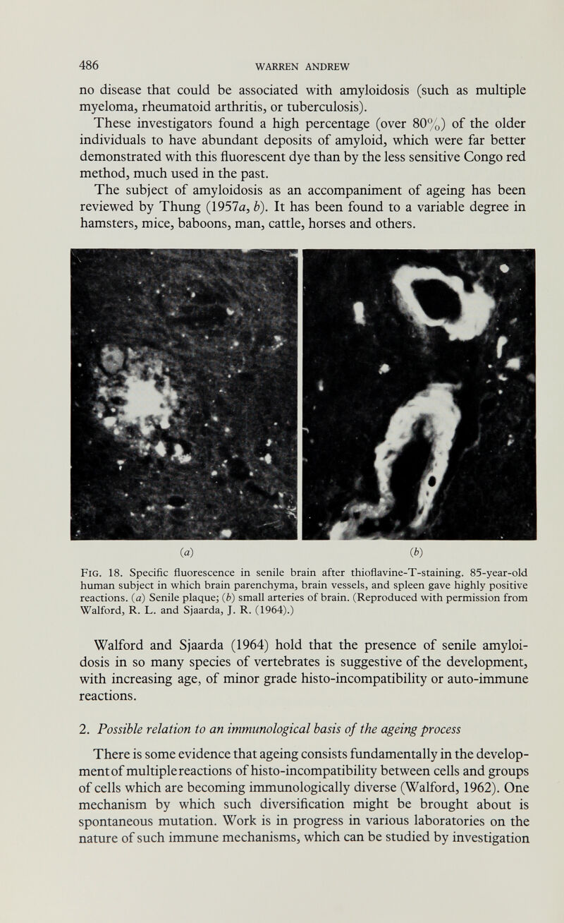 486 WARREN ANDREW no disease that could be associated with amyloidosis (such as multiple myeloma, rheumatoid arthritis, or tuberculosis). These investigators found a high percentage (over 80%) of the older individuals to have abundant deposits of amyloid, which were far better demonstrated with this fluorescent dye than by the less sensitive Congo red method, much used in the past. The subject of amyloidosis as an accompaniment of ageing has been reviewed by Thung (1957a, b). It has been found to a variable degree in hamsters, mice, baboons, man, cattle, horses and others. (a) (è) Fig. 18. Specific ñuorescence in senile brain after thioflavine-T-staining. 85-year-old human subject in which brain parenchyma, brain vessels, and spleen gave highly positive reactions, (a) Senile plaque; (è) small arteries of brain. (Reproduced with permission from Walford, R. L. and Sjaarda, J. R. (1964).) Walford and Sjaarda (1964) hold that the presence of senile amyloi¬ dosis in so many species of vertebrates is suggestive of the development, with increasing age, of minor grade histo-incompatibility or auto-immune reactions. 2. Possible relation to an immunological basis of the ageing process There is some evidence that ageing consists fundamentally in the develop¬ ment of multiple reactions of histo-incompatibility between cells and groups of cells which are becoming immunologically diverse (Walford, 1962). One mechanism by which such diversiñcation might be brought about is spontaneous mutation. Work is in progress in various laboratories on the nature of such immune mechanisms, which can be studied by investigation