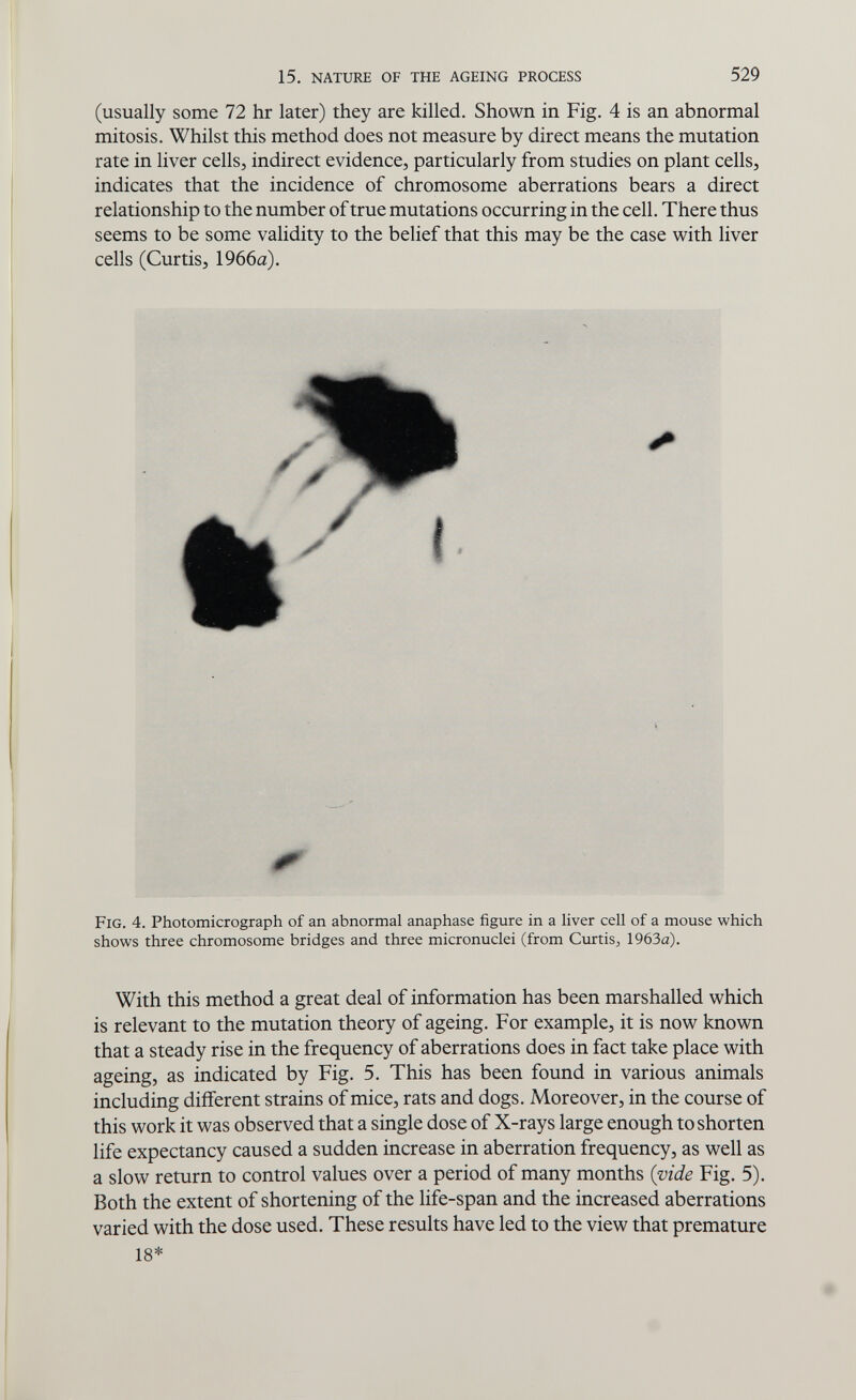 15. NATURE OF THE AGEING PROCESS 529 (usually some 72 hr later) they are killed. Shown in Fig. 4 is an abnormal mitosis. Whilst this method does not measure by direct means the mutation rate in liver cells, indirect evidence, particularly from studies on plant cells, indicates that the incidence of chromosome aberrations bears a direct relationship to the number of true mutations occurring in the cell. There thus seems to be some validity to the belief that this may be the case with liver cells (Curtis, 1966a). .,ж Fig. 4. Photomicrograph of an abnormal anaphase figure in a hver cell of a mouse which shows three chromosome bridges and three micronuclei (from Curtis^ 1963a). With this method a great deal of information has been marshalled which is relevant to the mutation theory of ageing. For example, it is now known that a steady rise in the frequency of aberrations does in fact take place with ageing, as indicated by Fig. 5. This has been found in various animals including different strains of mice, rats and dogs. Moreover, in the course of this work it was observed that a single dose of X-rays large enough to shorten life expectancy caused a sudden increase in aberration frequency, as well as a slow return to control values over a period of many months {vide Fig. 5). Both the extent of shortening of the life-span and the increased aberrations varied with the dose used. These results have led to the view that premature 18*