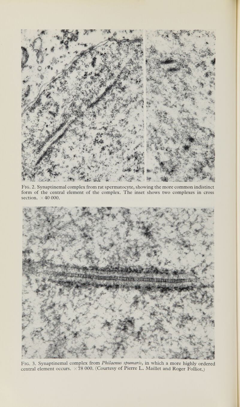 т Fig. 2. Synaptinemal complex from rat spermatocyte, showing the more common indistinct form of the central element of the complex. The inset shows two complexes in cross section. X 40 ООО. Fig. 3. Synaptinemal complex from Philaenus spumaris, in which a more highly ordered central element occurs. X 78 ООО. (Courtesy of Pierre L. Maillet and Roger Folliot.;