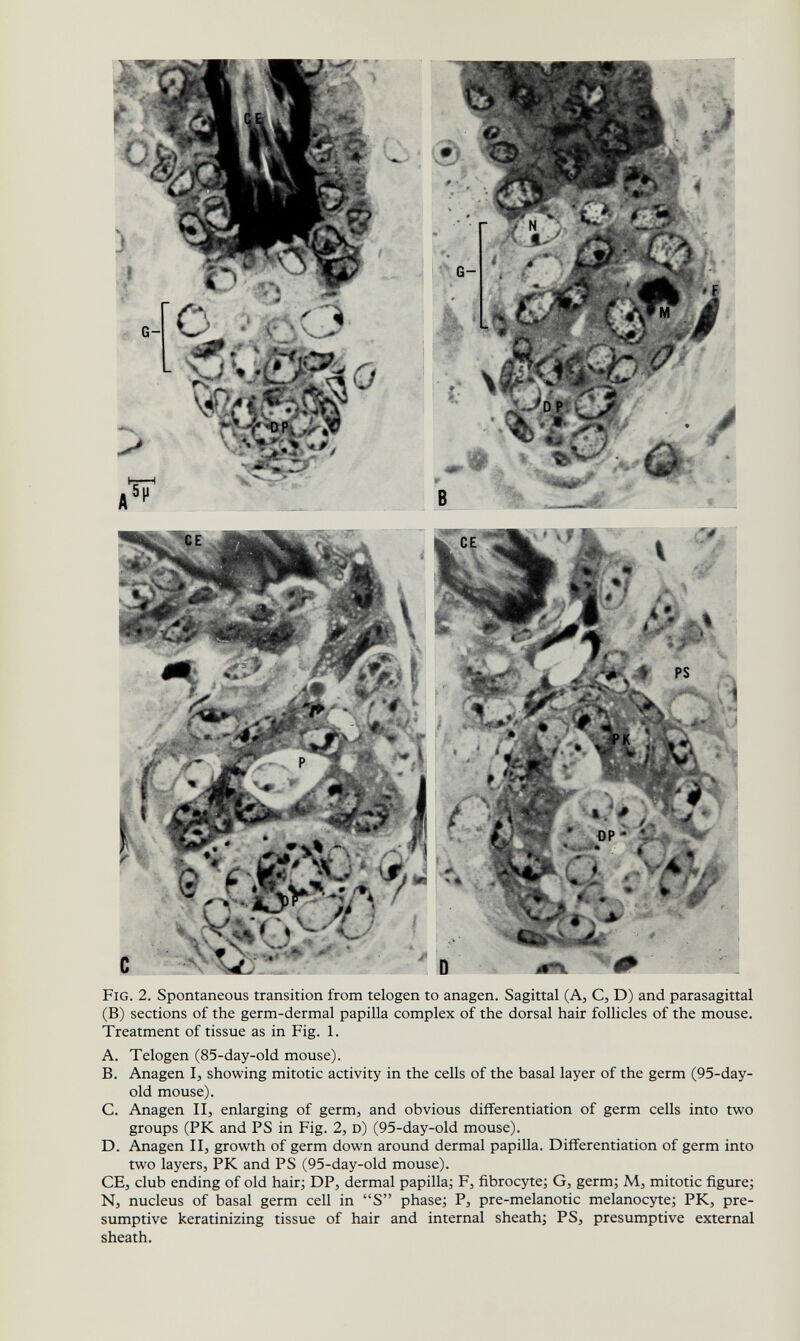 Fig. 2. Spontaneous transition from telogen to anagen. Sagittal (A, C, D) and parasagittal (B) sections of the germ-dermal papilla complex of the dorsal hair follicles of the mouse. Treatment of tissue as in Fig. 1. A. Telogen (85-day-old mouse). B. Anagen I, showing mitotic activity in the cells of the basal layer of the germ (95-day- old mouse). C. Anagen II, enlarging of germ, and obvious differentiation of germ cells into two groups (PK and PS in Fig. 2, d) (95-day-old mouse). D. Anagen II, growth of germ down around dermal papilla. Differentiation of germ into two layers, PK and PS (95-day-old mouse). CE, club ending of old hairi DP, dermal papilla; F, fibrocyte; G, germ; M, mitotic figure; N, nucleus of basal germ cell in S phase; P, pre-melanotic melanocyte; PK, pre¬ sumptive keratinizing tissue of hair and internal sheath; PS, presumptive external sheath.