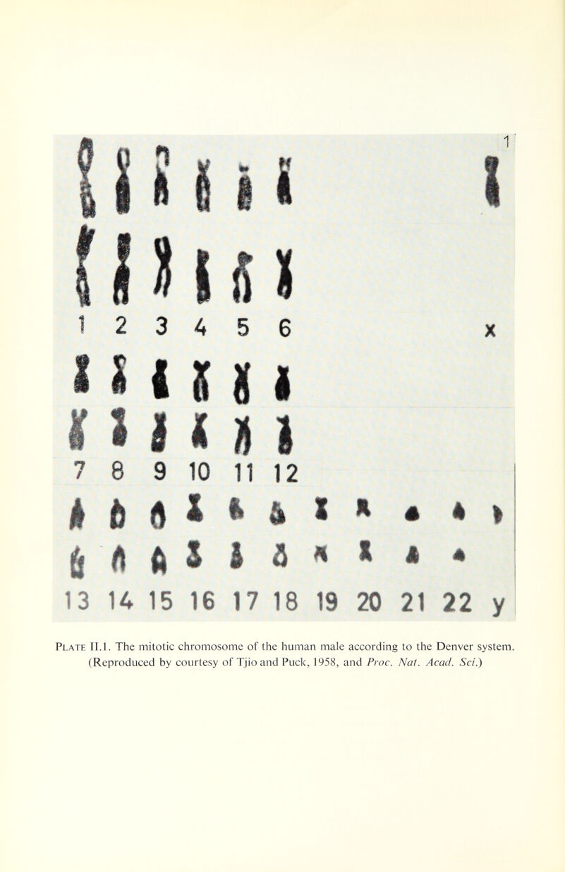 12 3 4 5 6 X nun п n n 7 8 9 10 11 12 * * * 13 к 15 16 17 18 19 20 21 22 у Plate IT.l. The mitotic chromosome of the human male according to the Denver system. (Reproduced by courtesy of Tjioand Puck, 1958, and Proc. Nat. Acad. Sci.)