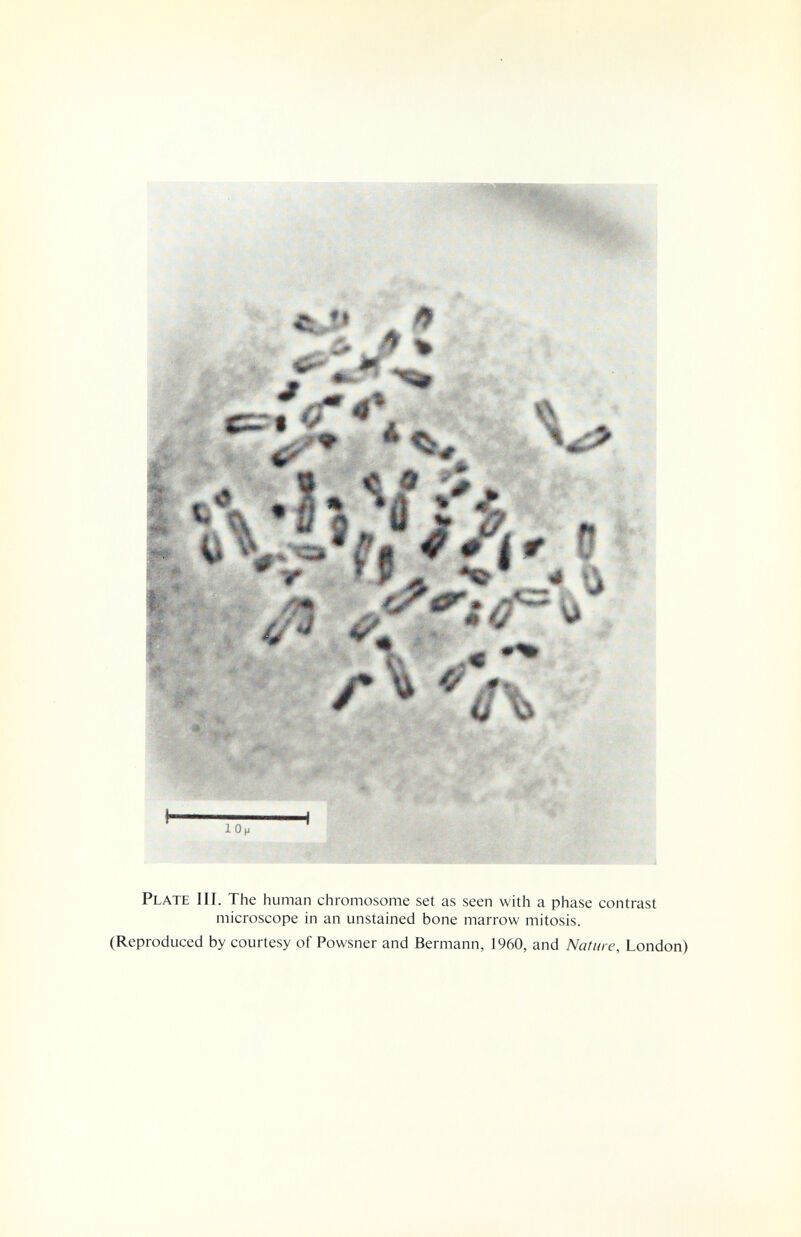 Plate 111. The human chromosome set as seen with a phase contrast microscope in an unstained bone marrow mitosis. (Reproduced by courtesy of Powsner and Bermann, 1960, and Nature, London)