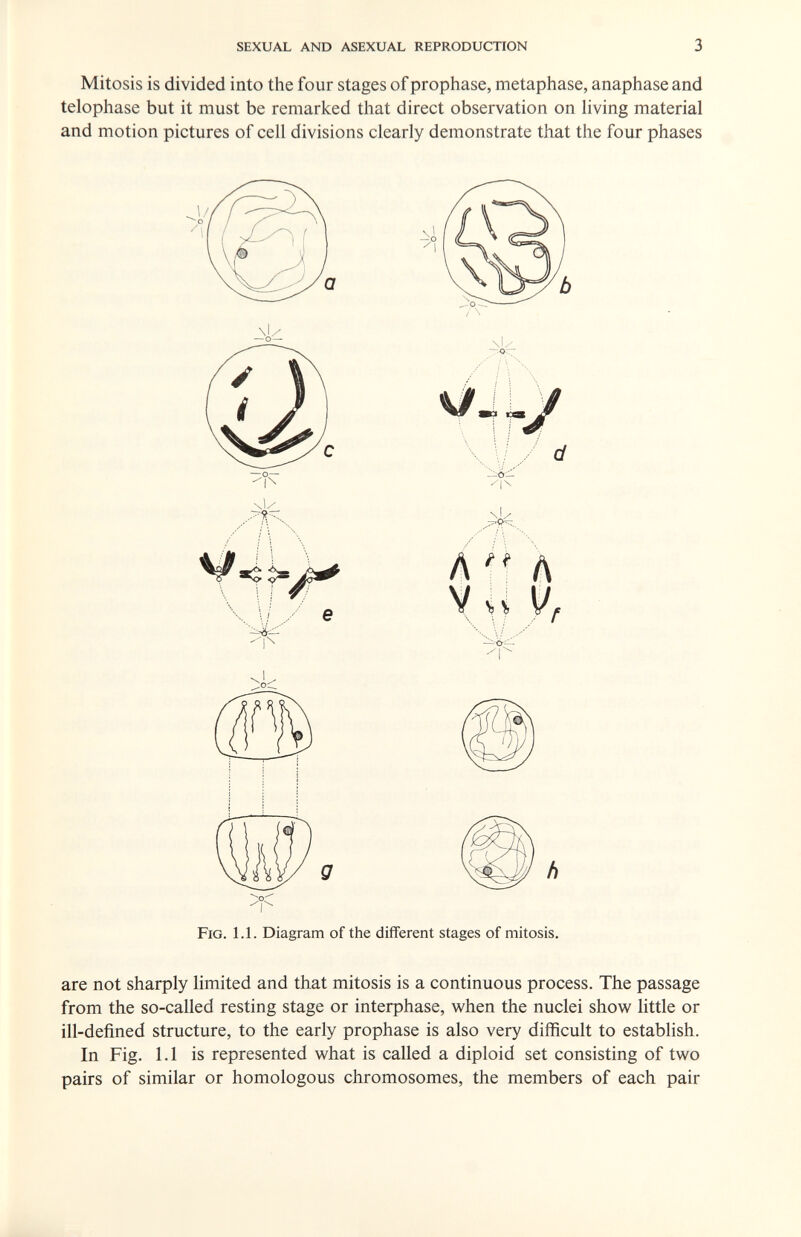 sexual and asexual reproduction 3 Mitosis is divided into the four stages of prophase, metaphase, anaphase and telophase but it must be remarked that direct observation on living material and motion pictures of cell divisions clearly demonstrate that the four phases \i/ -1:0— N1/ У \ % -1^ Fig. 1.1. Diagram of the different stages of mitosis. are not sharply limited and that mitosis is a continuous process. The passage from the so-called resting stage or interphase, when the nuclei show little or ill-defined structure, to the early prophase is also very difficult to establish. In Fig. 1.1 is represented what is called a diploid set consisting of two pairs of similar or homologous chromosomes, the members of each pair