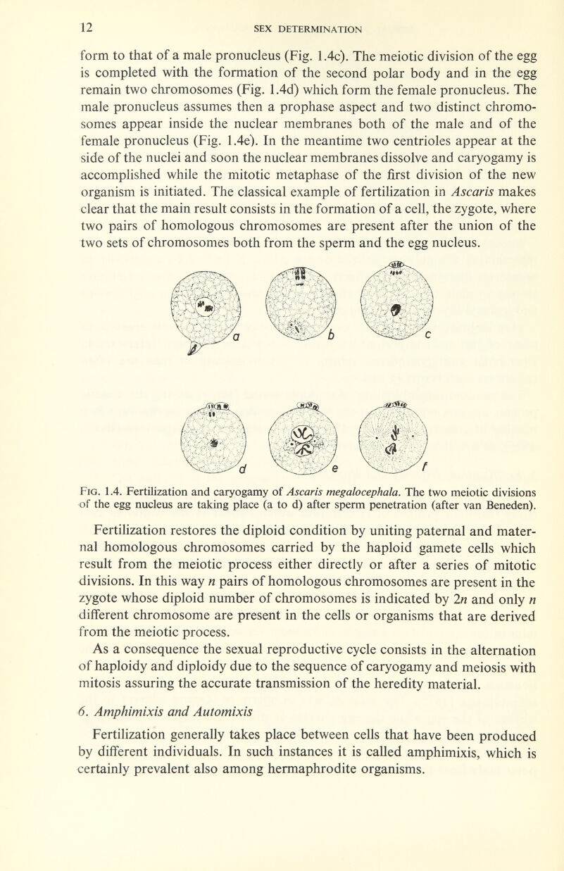 12 sex determination form to that of a male pronucleus (Fig. 1.4c). The meiotic division of the egg is completed with the formation of the second polar body and in the egg remain two chromosomes (Fig. 1 Ad) which form the female pronucleus. The male pronucleus assumes then a prophase aspect and two distinct chromo¬ somes appear inside the nuclear membranes both of the male and of the female pronucleus (Fig. 1.4e). In the meantime two centrioles appear at the side of the nuclei and soon the nuclear membranes dissolve and caryogamy is accomplished while the mitotic metaphase of the first division of the new organism is initiated. The classical example of fertilization in Ascaris makes clear that the main result consists in the formation of a cell, the zygote, where two pairs of homologous chromosomes are present after the union of the two sets of chromosomes both from the sperm and the egg nucleus. Fig. 1.4. Fertilization and caryogamy of Ascaris megalocephala. The two meiotic divisions of the egg nucleus are taking place (a to d) after sperm penetration (after van Beneden). Fertilization restores the diploid condition by uniting paternal and mater¬ nal homologous chromosomes carried by the haploid gamete cells which result from the meiotic process either directly or after a series of mitotic divisions. In this way n pairs of homologous chromosomes are present in the zygote whose diploid number of chromosomes is indicated by 2n and only n different chromosome are present in the cells or organisms that are derived from the meiotic process. As a consequence the sexual reproductive cycle consists in the alternation of haploidy and diploidy due to the sequence of caryogamy and meiosis with mitosis assuring the accurate transmission of the heredity material. 6. Amphimixis and Automixis Fertilization generally takes place between cells that have been produced by different individuals. In such instances it is called amphimixis, which is certainly prevalent also among hermaphrodite organisms.