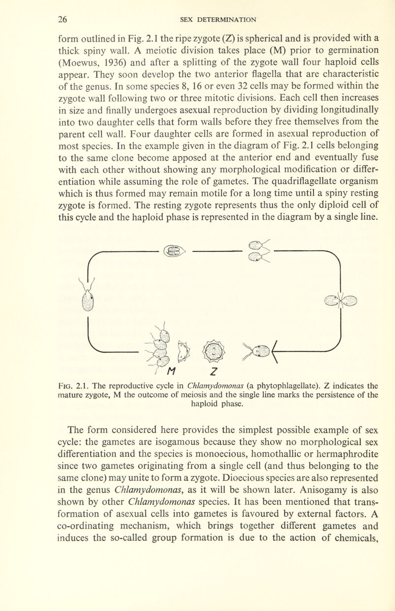 26 sex determination form outlined in Fig. 2.1 the ripe zygote (Z) is spherical and is provided with a thick spiny wall. A meiotic division takes place (M) prior to germination (Moewus, 1936) and after a splitting of the zygote wall four haploid cells appear. They soon develop the two anterior flagella that are characteristic of the genus. In some species 8, 16 or even 32 cells may be formed within the zygote waU following two or three mitotic divisions. Each cell then increases in size and finally undergoes asexual reproduction by dividing longitudinally into two daughter cells that form walls before they free themselves from the parent cell wall. Four daughter cells are formed in asexual reproduction of most species. In the example given in the diagram of Fig. 2.1 cells belonging to the same clone become apposed at the anterior end and eventually fuse with each other without showing any morphological modification or differ¬ entiation while assuming the role of gametes. The quadrifiageUate organism which is thus formed may remain motile for a long time until a spiny resting zygote is formed. The resting zygote represents thus the only diploid cell of this cycle and the haploid phase is represented in the diagram by a single line. Fig. 2.1. The reproductive cycle in Chlamydomonas (a phytophlagellate). Z indicates the mature zygote, M the outcome of meiosis and the single line marks the persistence of the haploid phase. The form considered here provides the simplest possible example of sex cycle: the gametes are isogamous because they show no morphological sex differentiation and the species is monoecious, homothallic or hermaphrodite since two gametes originating from a single cell (and thus belonging to the same clone) may unite to form a zygote. Dioecious species are also represented in the genus Chlamydomonas, as it will be shown later. Anisogamy is also shown by other Chlamydomonas species. It has been mentioned that trans¬ formation of asexual cells into gametes is favoured by external factors. A co-ordinating mechanism, which brings together diff'erent gametes and induces the so-called group formation is due to the action of chemicals,