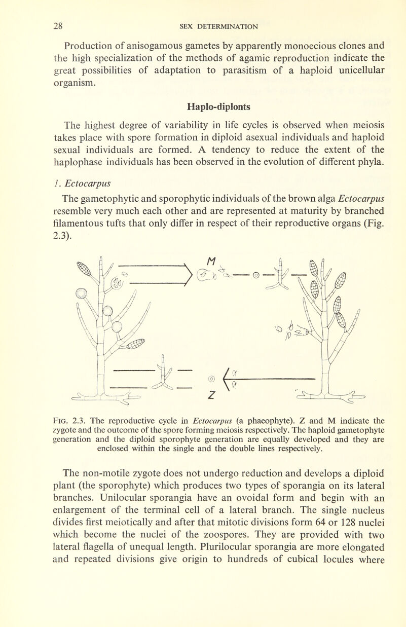 28 sex determination Production of anisogamous gametes by apparently monoecious clones and the high specialization of the methods of agamic reproduction indicate the great possibilities of adaptation to parasitism of a haploid unicellular organism. Haplo-diplonts The highest degree of variability in life cycles is observed when meiosis takes place with spore formation in diploid asexual individuals and haploid sexual individuals are formed. A tendency to reduce the extent of the haplophase individuals has been observed in the evolution of different phyla. /. Ectocarpus The gametophytic and sporophytic individuals of the brown alga Ectocarpus resemble very much each other and are represented at maturity by branched filamentous tufts that only differ in respect of their reproductive organs (Fig. 2.3). Fig. 2.3. The reproductive cycle in Ectocarpus (a phaeophyte). Z and M indicate the zygote and the outcome of the spore forming meiosis respectively. The haploid gametophyte generation and the diploid sporophyte generation are equally developed and they are enclosed within the single and the double lines respectively. The non-motile zygote does not undergo reduction and develops a diploid plant (the sporoph)^e) which produces two types of sporangia on its lateral branches. Unilocular sporangia have an ovoidal form and begin with an enlargement of the terminal cell of a lateral branch. The single nucleus divides first meiotically and after that mitotic divisions form 64 or 128 nuclei which become the nuclei of the zoospores. They are provided with two lateral flagella of unequal length. Plurilocular sporangia are more elongated and repeated divisions give origin to hundreds of cubical locules where