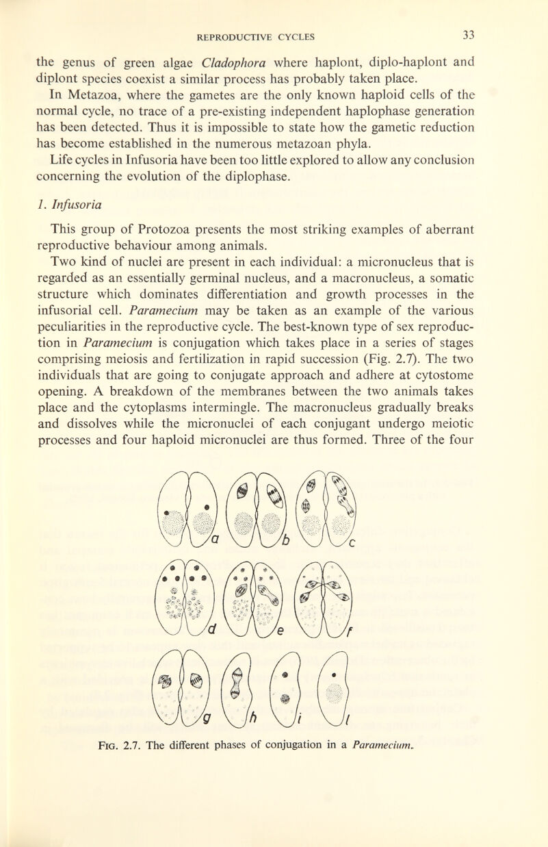 REPRODUCTIVE CYCLES 33 the genus of green algae Cladophora where haplont, diplo-haplont and diplont species coexist a similar process has probably taken place. In Metazoa, where the gametes are the only known haploid cells of the normal cycle, no trace of a pre-existing independent haplophase generation has been detected. Thus it is impossible to state how the gametic reduction has become established in the numerous metazoan phyla. Life cycles in Infusoria have been too little explored to allow any conclusion concerning the evolution of the diplophase. 1. Infusoria This group of Protozoa presents the most striking examples of aberrant reproductive behaviour among animals. Two kind of nuclei are present in each individual: a micronucleus that is regarded as an essentially germinal nucleus, and a macronucleus, a somatic structure which dominates differentiation and growth processes in the infusorial cell. Paramecium may be taken as an example of the various peculiarities in the reproductive cycle. The best-known type of sex reproduc¬ tion in Paramecium is conjugation which takes place in a series of stages comprising meiosis and fertilization in rapid succession (Fig. 2.7). The two individuals that are going to conjugate approach and adhere at cytostome opening. A breakdown of the membranes between the two animals takes place and the cytoplasms intermingle. The macronucleus gradually breaks and dissolves while the micronuclei of each conjugant undergo meiotic processes and four haploid micronuclei are thus formed. Three of the four