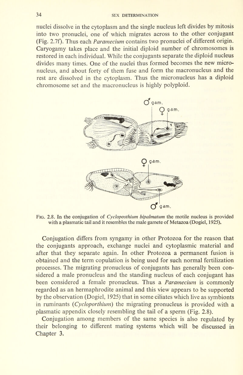 34 sex determination nuclei dissolve in the cytoplasm and the single nucleus left divides by mitosis into two pronuclei, one of which migrates across to the other conjugant (Fig. 2.7f). Thus each Paramecium contains two pronuclei of different origin. Caryogamy takes place and the initial diploid number of chromosomes is restored in each individual. While the conjugants separate the diploid nucleus divides many times. One of the nuclei thus formed becomes the new micro- nucleus, and about forty of them fuse and form the macronucleus and the rest are dissolved in the c3^oplasm. Thus the micronucleus has a diploid chromosome set and the macronucleus is highly polyploid. cf Ç) gam. Cf Fig. 2.8. In the conjugation of Cycloposthium bipalmatum the motile nucleus is provided with a plasmatic tail and it resembles the male gamete of Metazoa (Dogiel, 1925). Conjugation differs from syngamy in other Protozoa for the reason that the conjugants approach, exchange nuclei and cytoplasmic material and after that they separate again. In other Protozoa a permanent fusion is obtained and the term copulation is being used for such normal fertilization processes. The migrating pronucleus of conjugants has generally been con¬ sidered a male pronucleus and the standing nucleus of each conjugant has been considered a female pronucleus. Thus a Paramecium is commonly regarded as an hermaphrodite animal and this view appears to be supported by the observation (Dogiel, 1925) that in some ciliates which live as symbionts in ruminants (Cycloporthium) the migrating pronucleus is provided with a plasmatic appendix closely resembling the tail of a sperm (Fig. 2.8). Conjugation among members of the same species is also regulated by their belonging to different mating systems which will be discussed in Chapter 3.