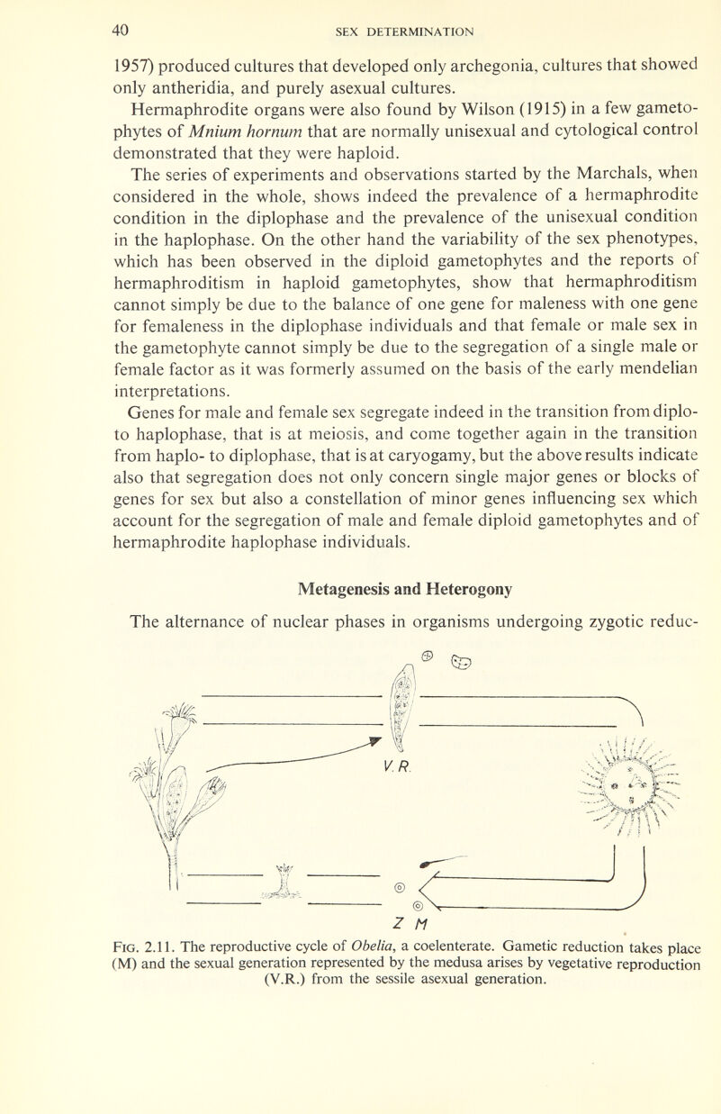 40 sex determination 1957) produced cultures that developed only archegonia, cultures that showed only antheridia, and purely asexual cultures. Hermaphrodite organs were also found by Wilson (1915) in a few gameto- phytes of Mnium hornum that are normally unisexual and cytological control demonstrated that they were haploid. The series of experiments and observations started by the Marchals, when considered in the whole, shows indeed the prevalence of a hermaphrodite condition in the diplophase and the prevalence of the unisexual condition in the haplophase. On the other hand the variability of the sex phenotypes, which has been observed in the diploid gametophytes and the reports of hermaphroditism in haploid gametophytes, show that hermaphroditism cannot simply be due to the balance of one gene for maleness with one gene for femaleness in the diplophase individuals and that female or male sex in the gametophyte cannot simply be due to the segregation of a single male or female factor as it was formerly assumed on the basis of the early mendelian interpretations. Genes for male and female sex segregate indeed in the transition fromdiplo- to haplophase, that is at meiosis, and come together again in the transition from haplo- to diplophase, that is at caryogamy, but the above results indicate also that segregation does not only concern single major genes or blocks of genes for sex but also a constellation of minor genes influencing sex which account for the segregation of male and female diploid gametophytes and of hermaphrodite haplophase individuals. Metagenesis and Heterogony The alternance of nuclear phases in organisms undergoing zygotic reduc- Z M Fig. 2.11. The reproductive cycle of Obelia, a coelenterate. Gametic reduction takes place (M) and the sexual generation represented by the medusa arises by vegetative reproduction (V.R.) from the sessile asexual generation.