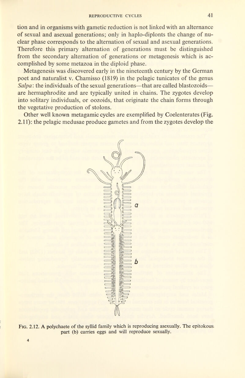 reproductive cycles 41 tion and in organisms with gametic reduction is not linked with an alternance of sexual and asexual generations; only in haplo-diplonts the change of nu¬ clear phase corresponds to the alternation of sexual and asexual generations. Therefore this primary alternation of generations must be distinguished from the secondary alternation of generations or metagenesis which is ac¬ complished by some metazoa in the diploid phase. Metagenesis was discovered early in the nineteenth century by the German poet and naturalist v. Chamisso (1819) in the pelagic tunicates of the genus Salpa : the individuals of the sexual generations—that are called blastozoids— are hermaphrodite and are typically united in chains. The zygotes develop into solitary individuals, or oozoids, that originate the chain forms through the vegetative production of stolons. Other well known metagamic cycles are exemplified by Coelenterates (Fig. 2.11): the pelagic medusae produce gametes and from the zygotes develop the Fig. 2.12. a polychaete of the syllid family which is reproducing asexuaUy. The epitokous. part (b) carries eggs and will reproduce sexually. 4