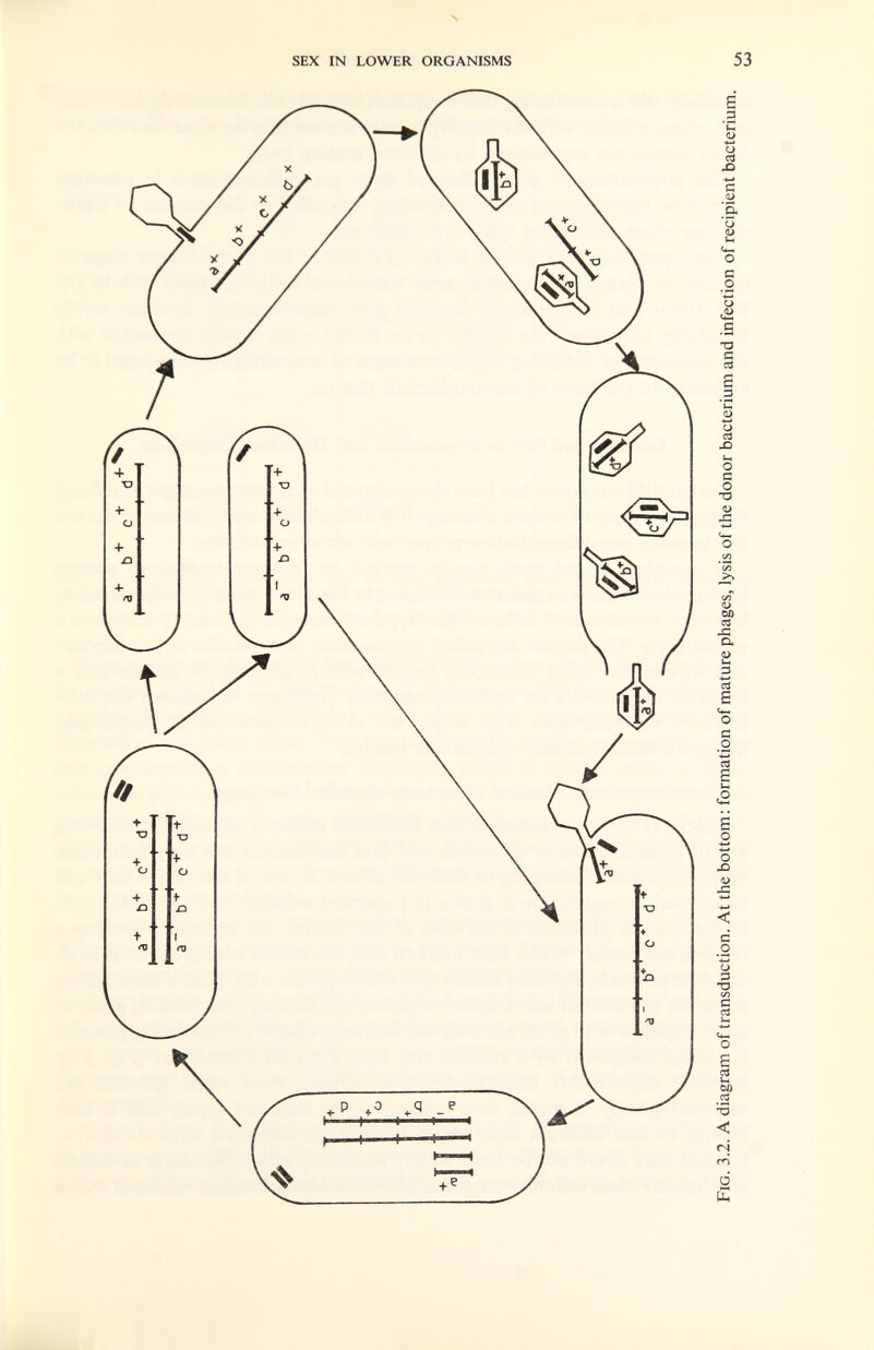 s SEX IN LOWER ORGANISMS 53 о о сЗ X) 4-^ С О) *о а> S .2 О с2 .S тз G Л S .3 'С <D -f-* о Cd X) }-1 О с о TD -С с/3 а> 00 cd а Й D ■4-» сЗ О G О <2 ё о -4-» О X) <D С .9 CJ Í3 ТЭ С/З § О s сЗ Cü) •S < rsj rn о £