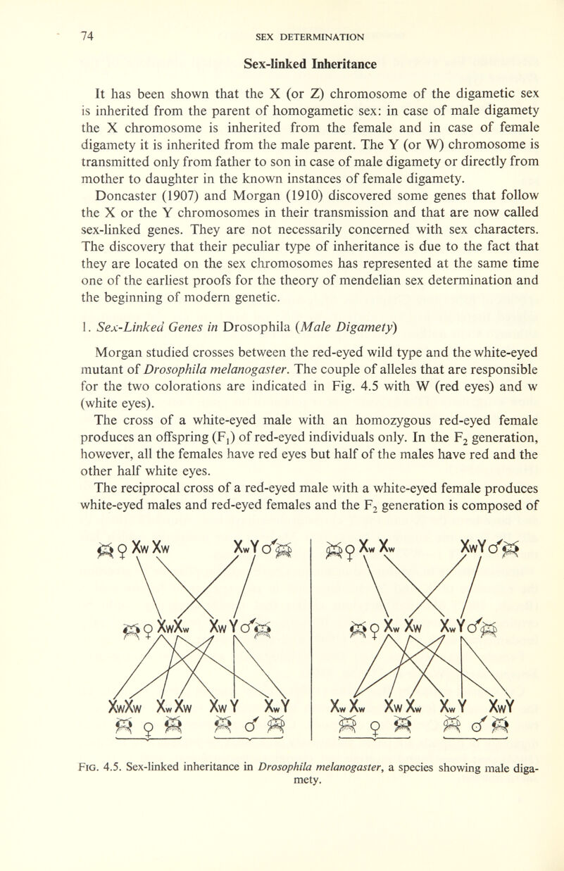 74 sex determination Sex-Unked Inheritance It has been shown that the X (or Z) chromosome of the digametic sex is inherited from the parent of homogametic sex: in case of male digamety the X chromosome is inherited from the female and in case of female digamety it is inherited from the male parent. The Y (or W) chromosome is transmitted only from father to son in case of male digamety or directly from mother to daughter in the known instances of female digamety. Doncaster (1907) and Morgan (1910) discovered some genes that follow the X or the Y chromosomes in their transmission and that are now called sex-linked genes. They are not necessarily concerned with sex characters. The discovery that their peculiar type of inheritance is due to the fact that they are located on the sex chromosomes has represented at the same time one of the earhest proofs for the theory of mendelian sex determination and the beginning of modern genetic. 1. Sex-Linked Genes in Drosophila {Male Digamety) Morgan studied crosses between the red-eyed wild type and the white-eyed mutant of Drosophila melanogaster. The couple of alleles that are responsible for the two colorations are indicated in Fig. 4.5 with W (red eyes) and w (white eyes). The cross of a white-eyed male with an homozygous red-eyed female produces an offspring (Fj) of red-eyed individuals only. In the Fj generation, however, all the females have red eyes but half of the males have red and the other half white eyes. The reciprocal cross of a red-eyed male with a white-eyed female produces white-eyed males and red-eyed females and the F2 generation is composed of Й 9 Й cf ^ Fig. 4.5. Sex-linked inheritance in Drosophila melanogaster, a species showing male diga¬ mety.