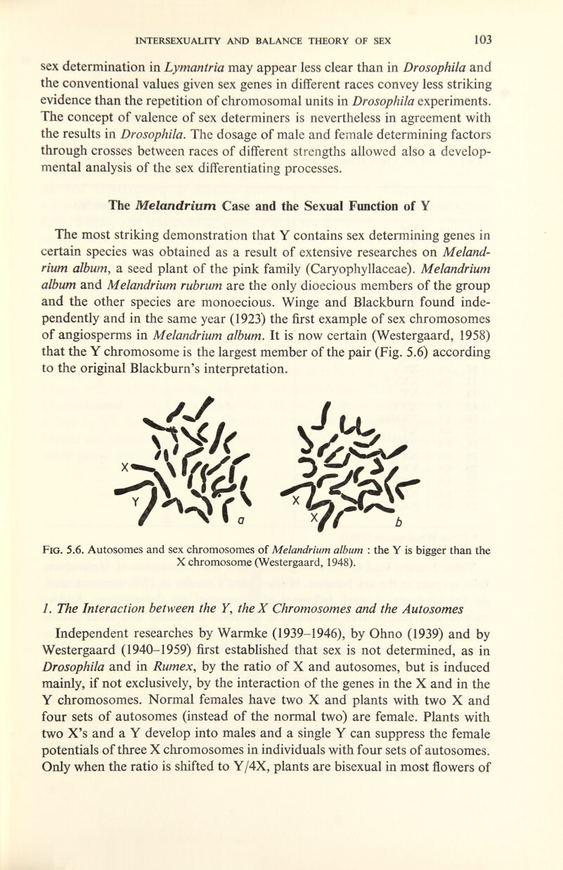 intersexuality and balance theory of sex 103 sex determination in Lymantria may appear less clear than in Drosophila and the conventional values given sex genes in different races convey less striking evidence than the repetition of chromosomal units in Drosophila experiments. The concept of valence of sex determiners is nevertheless in agreement with the results in Drosophila. The dosage of male and female determining factors through crosses between races of different strengths allowed also a develop¬ mental analysis of the sex differentiating processes. The most striking demonstration that Y contains sex determining genes in certain species was obtained as a result of extensive researches on Meland- rium album, a seed plant of the pink family (Caryophyllaceae). Melandrium album and Melandrium rubrum are the only dioecious members of the group and the other species are monoecious. Winge and Blackburn found inde¬ pendently and in the same year (1923) the first example of sex chromosomes of angiosperms in Melandrium album. It is now certain (Westergaard, 1958) that the Y chromosome is the largest member of the pair (Fig. 5.6) according to the original Blackburn's interpretation. Fig. 5.6. Autosomes and sex chromosomes of Melandrium album : the Y is bigger than the X chromosome (Westergaard, 1948). 1. The Interaction between the Y, theX Chromosomes and the Autosomes Independent researches by Warmke (1939-1946), by Ohno (1939) and by Westergaard (1940-1959) first estabhshed that sex is not determined, as in Drosophila and in Rumex, by the ratio of X and autosomes, but is induced mainly, if not exclusively, by the interaction of the genes in the X and in the Y chromosomes. Normal females have two X and plants with two X and four sets of autosomes (instead of the normal two) are female. Plants with two X's and a Y develop into males and a single Y can suppress the female potentials of three X chromosomes in individuals with four sets of autosomes. Only when the ratio is shifted to Y/4Х, plants are bisexual in most ñowers of The Melandrium Case and the Sexual Fraction of Y