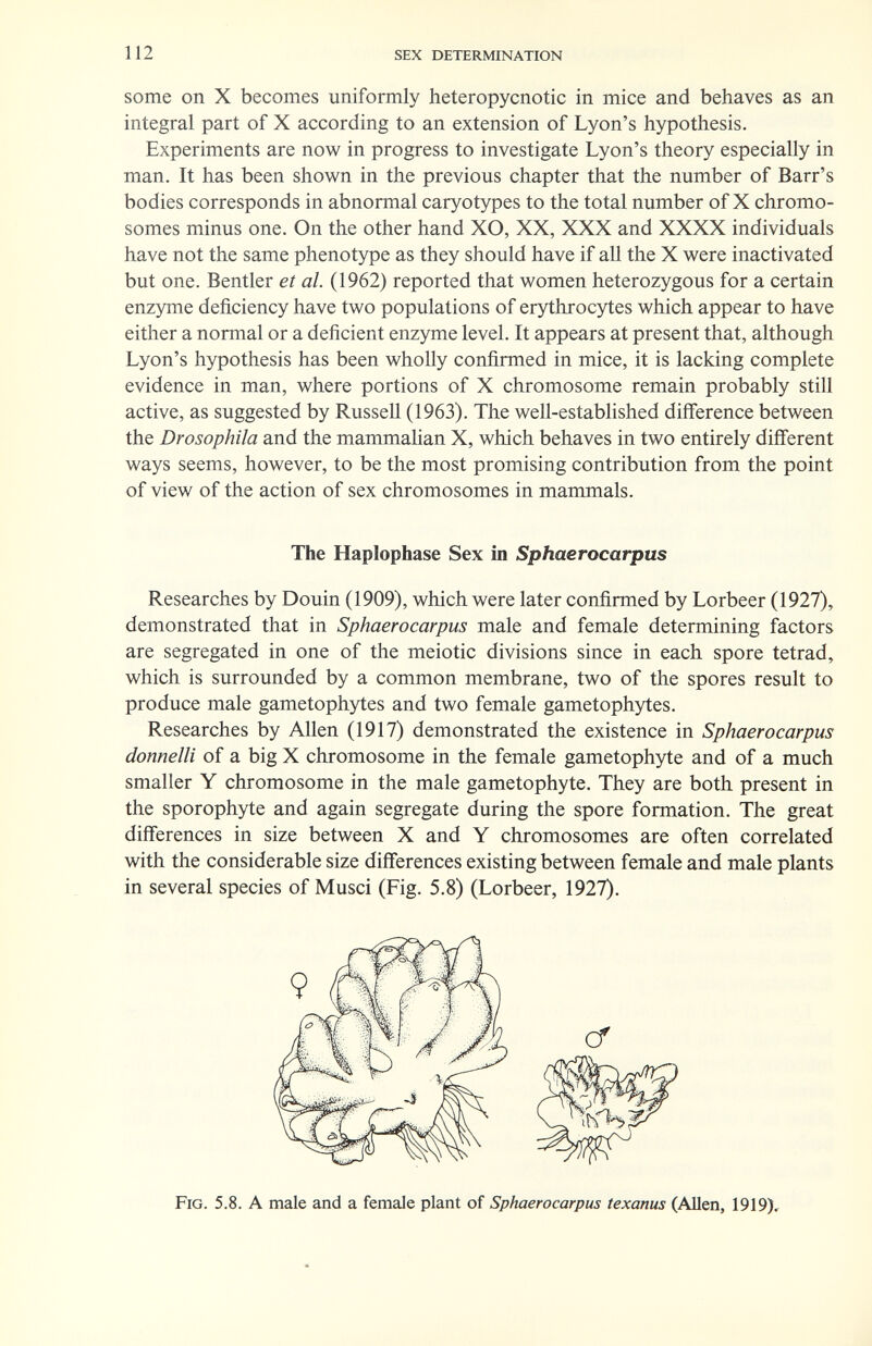 112 sex determination some on X becomes uniformly heteropycnotic in mice and behaves as an integral part of X according to an extension of Lyon's hypothesis. Experiments are now in progress to investigate Lyon's theory especially in man. It has been shown in the previous chapter that the number of Barr's bodies corresponds in abnormal caryotypes to the total number of X chromo¬ somes minus one. On the other hand XO, XX, XXX and XXXX individuals have not the same phenotype as they should have if all the X were inactivated but one. Bentler et al. (1962) reported that women heterozygous for a certain enzyme deficiency have two populations of erythrocytes which appear to have either a normal or a deficient enzyme level. It appears at present that, although Lyon's hypothesis has been wholly confirmed in mice, it is lacking complete evidence in man, where portions of X chromosome remain probably still active, as suggested by Russell (1963). The well-established difference between the Drosophila and the mammahan X, which behaves in two entirely different ways seems, however, to be the most promising contribution from the point of view of the action of sex chromosomes in mammals. Researches by Douin (1909), which were later confirmed by Lorbeer (1927), demonstrated that in Sphaerocarpus male and female determining factors are segregated in one of the meiotic divisions since in each spore tetrad, which is surrounded by a common membrane, two of the spores result to produce male gametophytes and two female gametophytes. Researches by Allen (1917) demonstrated the existence in Sphaerocarpus donneili of a big X chromosome in the female gametophyte and of a much smaller Y chromosome in the male gametophyte. They are both present in the sporophyte and again segregate during the spore formation. The great differences in size between X and Y chromosomes are often correlated with the considerable size differences existing between female and male plants in several species of Musei (Fig. 5.8) (Lorbeer, 1927). The Haplophase Sex in Sphaerocarpus Fig. 5.8. A male and a female plant of Sphaerocarpus texanus (Allen, 1919),