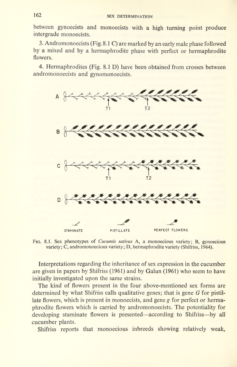 162 SEX DETERMINATION between gynoecists and monoecists with a high turning point produce intergrade monoecists. 3. Andromonoecists (Fig. 8.1 C) are marked by an early male phase followed by a mixed and by a hermaphrodite phase with perfect or hermaphrodite flowers. 4. Hermaphrodites (Fig. 8.1 D) have been obtained from crosses between andromonoecists and gynomonoecists. В T1 D staminate pistillate perfect flowers Fig. 8.1. Sex phenotypes of Cucumis sativus A, a monoecious variety; B, gynoecious variety; C, andromonoecious variety; D, hermaphrodite variety (Shifriss, 1964). Interpretations regarding the inheritance of sex expression in the cucumber are given in papers by Shifriss (1961) and by Galun (1961) who seem to have initially investigated upon the same strains. The kind of flowers present in the four above-mentioned sex forms are determined by what Shifriss calls qualitative genes; that is gene G for pistil¬ late flowers, which is present in monoecists, and gene g for perfect or herma¬ phrodite flowers which is carried by andromonoecists. The potentiality for developing staminate flowers is presented—according to Shifriss—by all cucumber plants. Shifriss reports that monoecious inbreeds showing relatively weak, Ы