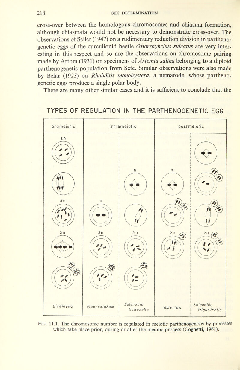 218 sex determination cross-over between the homologous chromosomes and chiasma formation, although chiasmata would not be necessary to demonstrate cross-over. The observations of Seiler (1947) on a rudimentary reduction division in partheno- genetic eggs of the curculionid beetle Otiorrhynchus sulcatus are very inter¬ esting in this respect and so are the observations on chromosome pairing made by Artom (1931) on specimens of Artemia salina belonging to a diploid parthenogenetic population from Sete. Similar observations were also made by Belar (1923) on Rhabditis monohystera, a nematode, whose partheno¬ genetic eggs produce a single polar body. There are many other similar cases and it is sufficient to conclude that the TYPES OF REGULATION IN THE PARTHENOGENETIC EGG Fig. 11.1. The chromosome mimber is regulated in meiotic parthenogenesis by processes which take place prior, during or after the meiotic process (Cognetti, 1961).