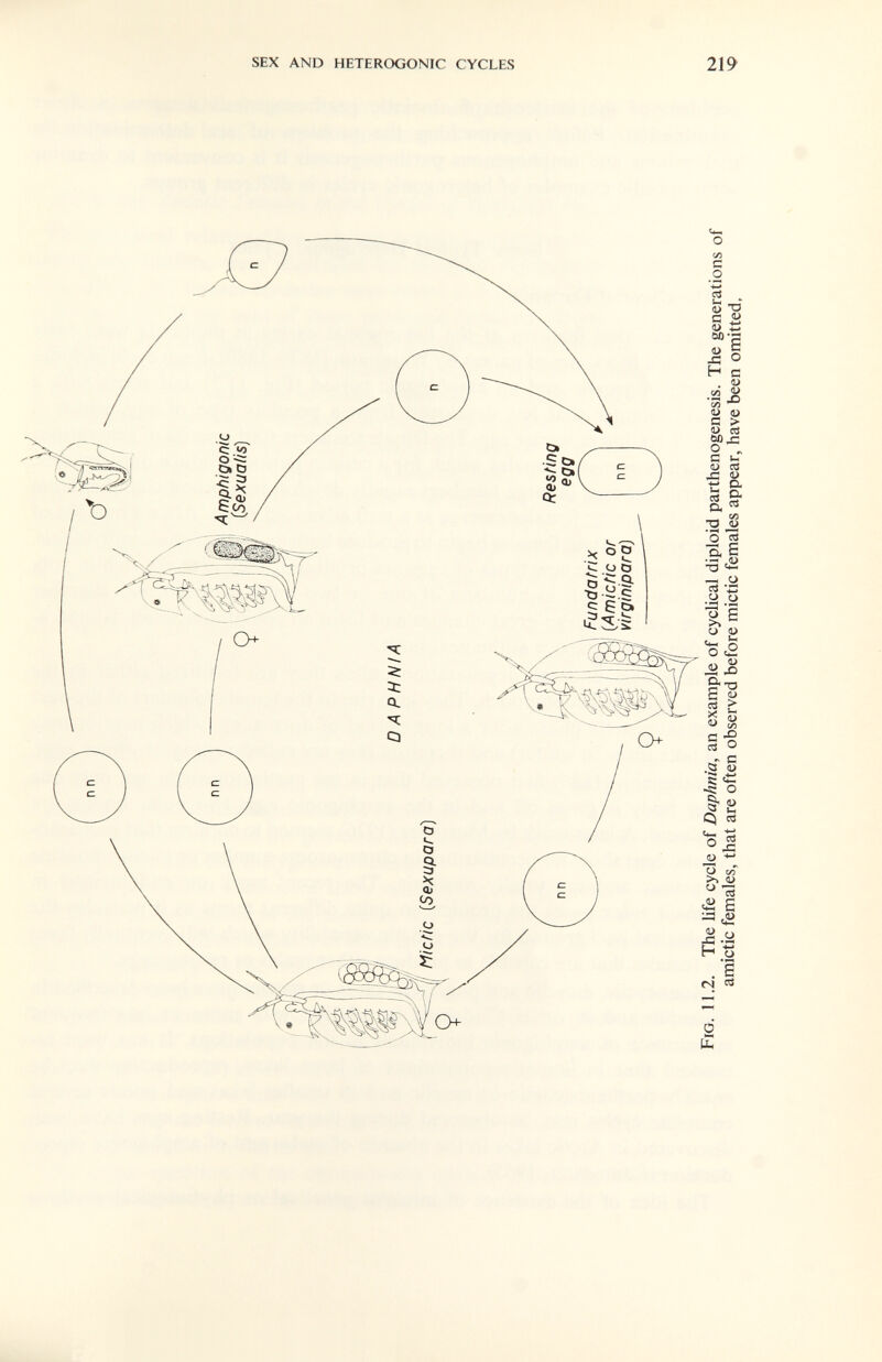 SEX AND HETEROGONIC CYCLES 219